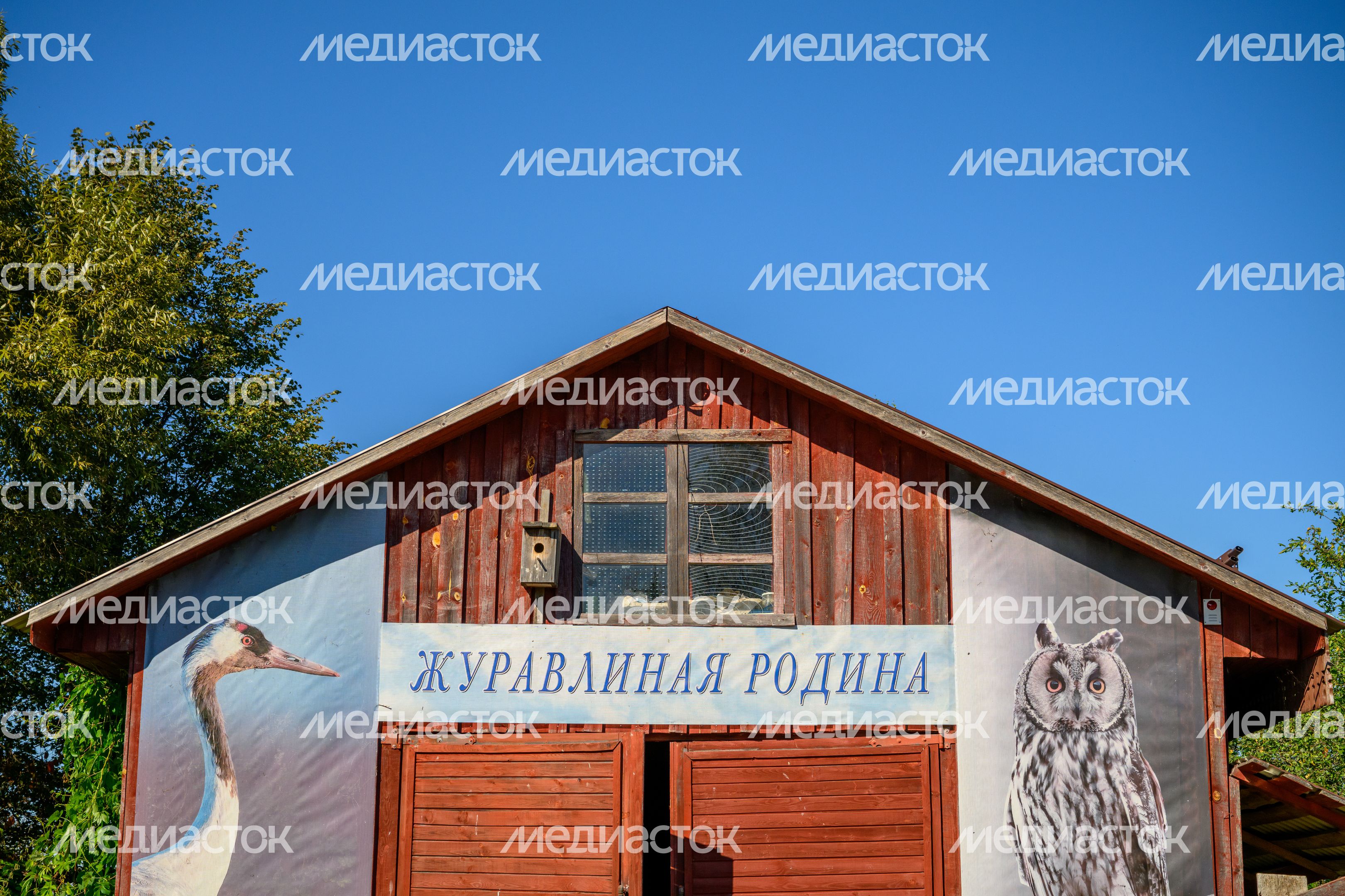 Фестиваль журавля в заказнике «Журавлиная родина» Талдомского округа Фестиваль журавля в заказнике «Журавлиная родина» Талдомского округа