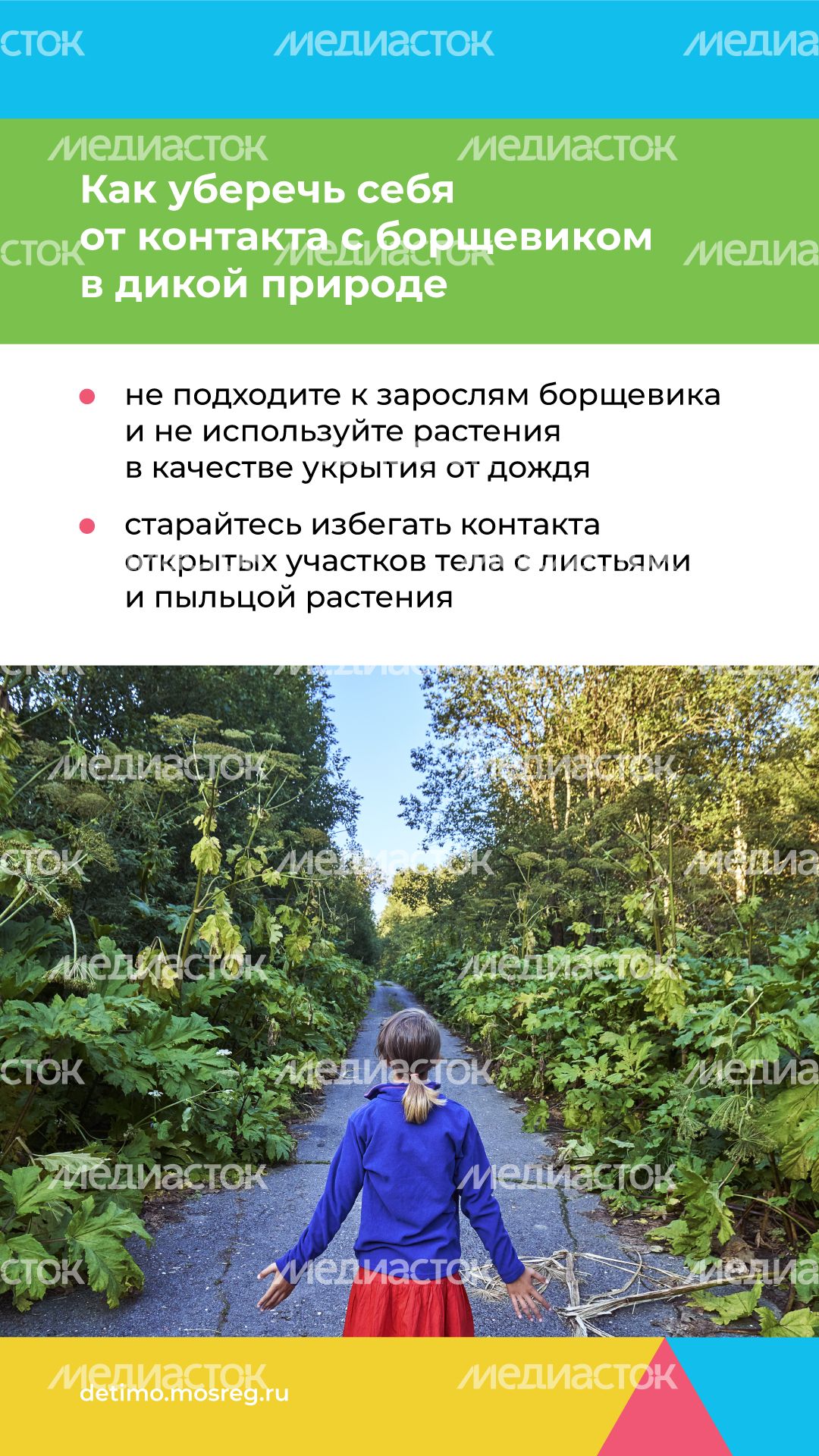 Вертикаль_Борщевик Сосновского_08.png