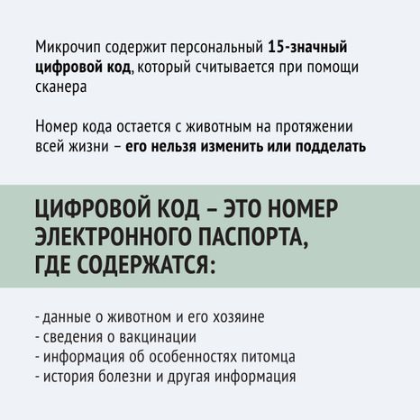 Чипирование-17.jpg