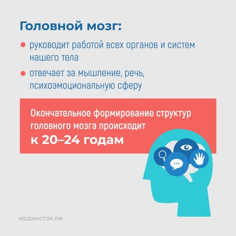 Алкоголь и развитие мозга квадрат 04