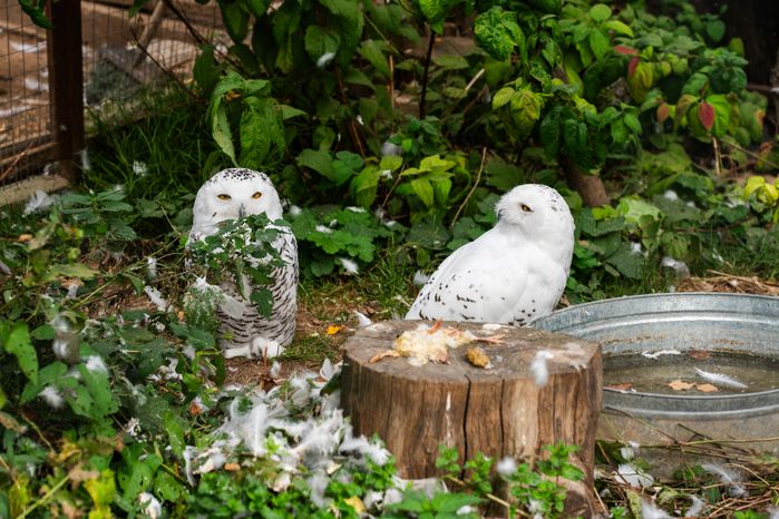 Оленья ферма ZooОleni в Рузском округе летом