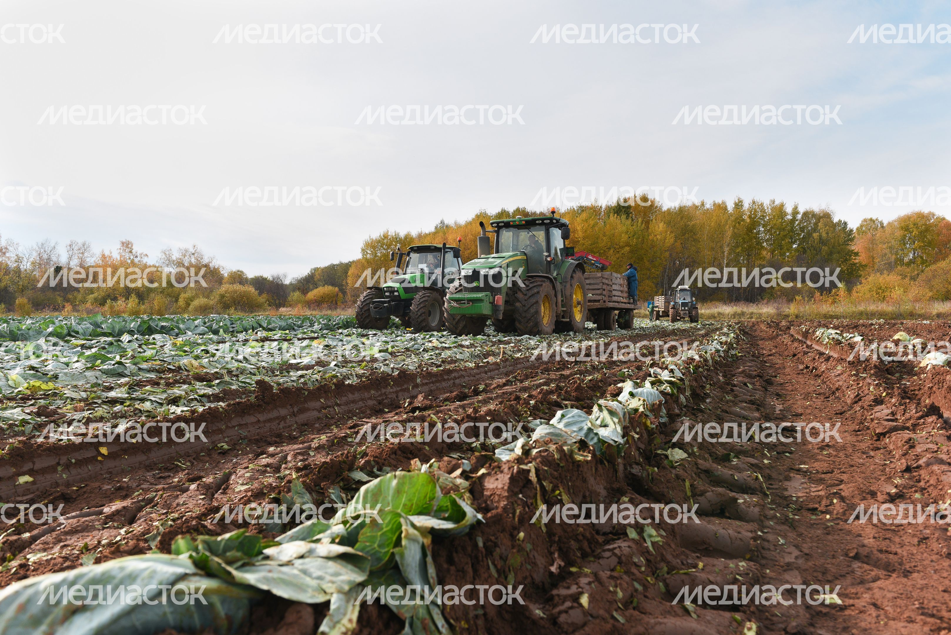 Сбор урожая капусты в Подмосковье