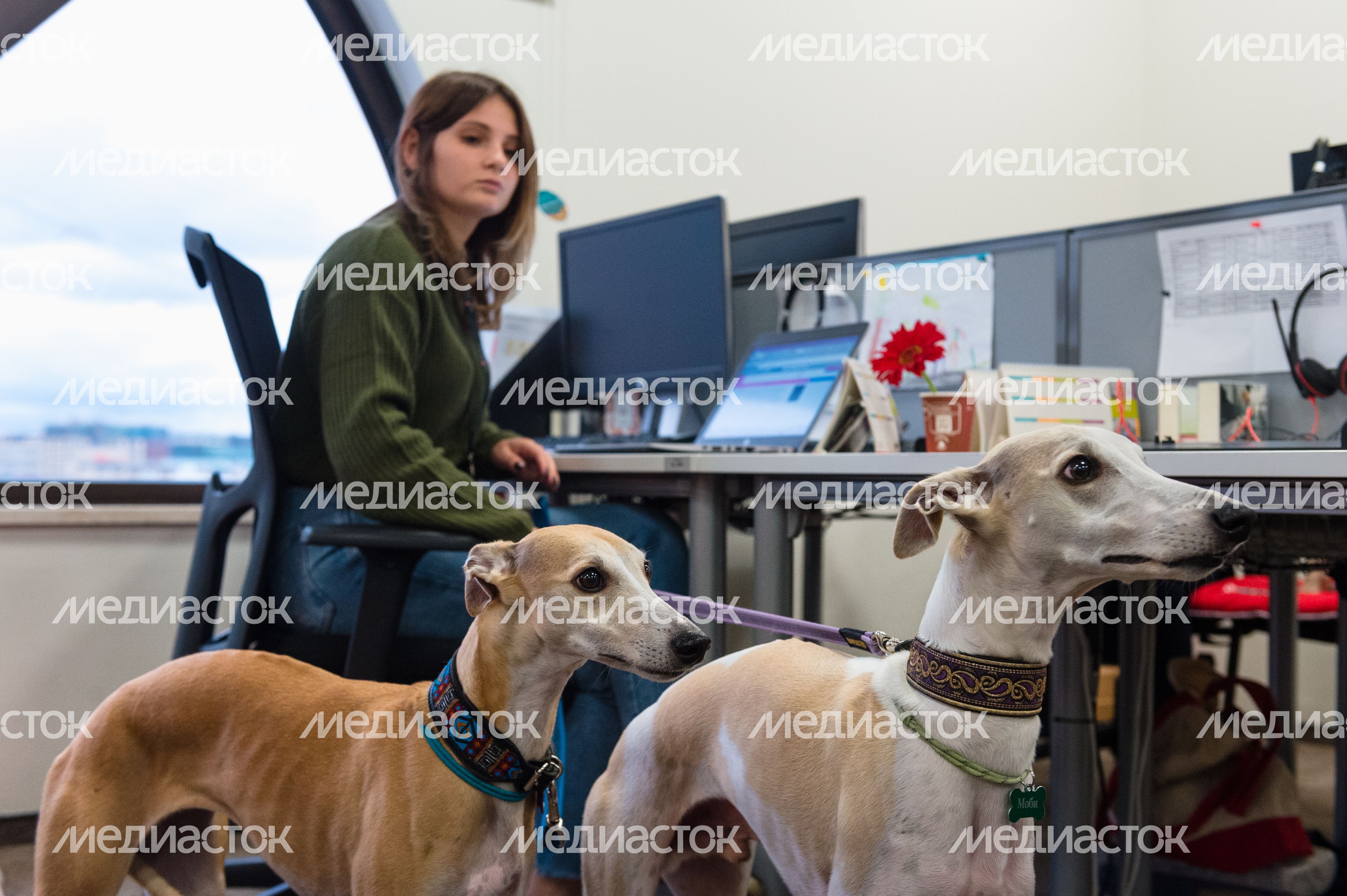 Pet‑friendly офис Purina
