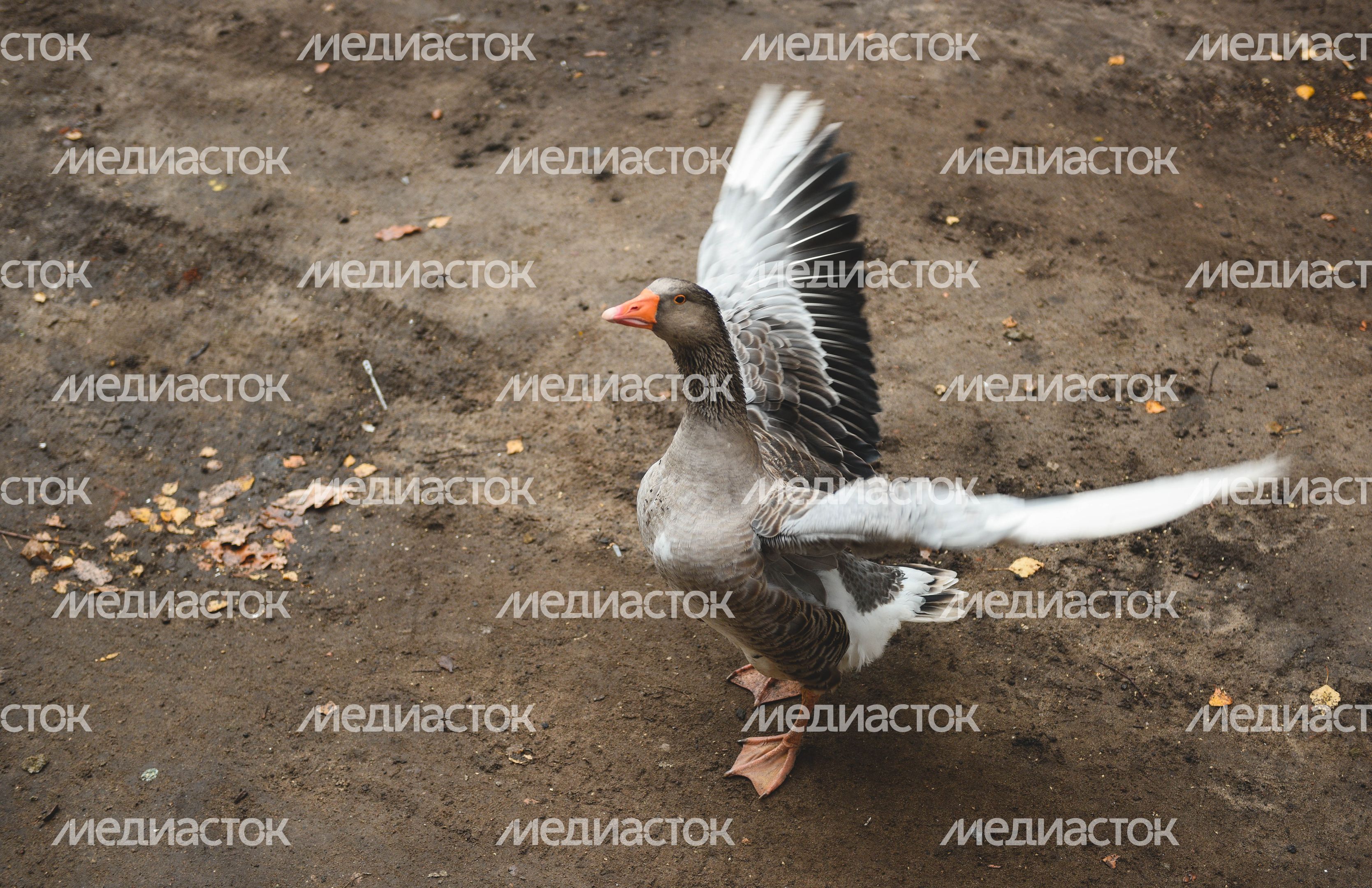 Коллекционер с Рублевки
