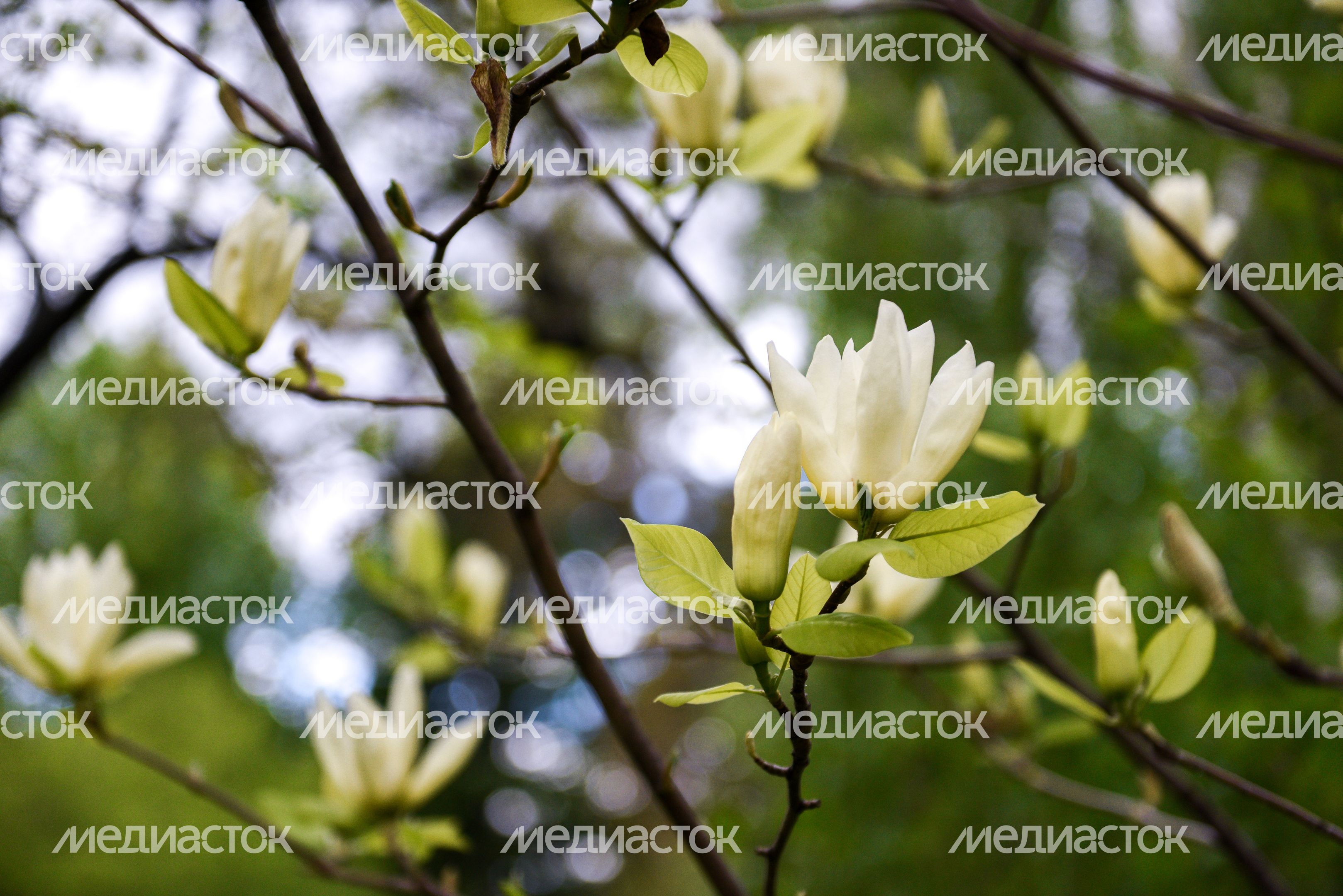 Ботанический сад МГУ «Аптекарский огород»