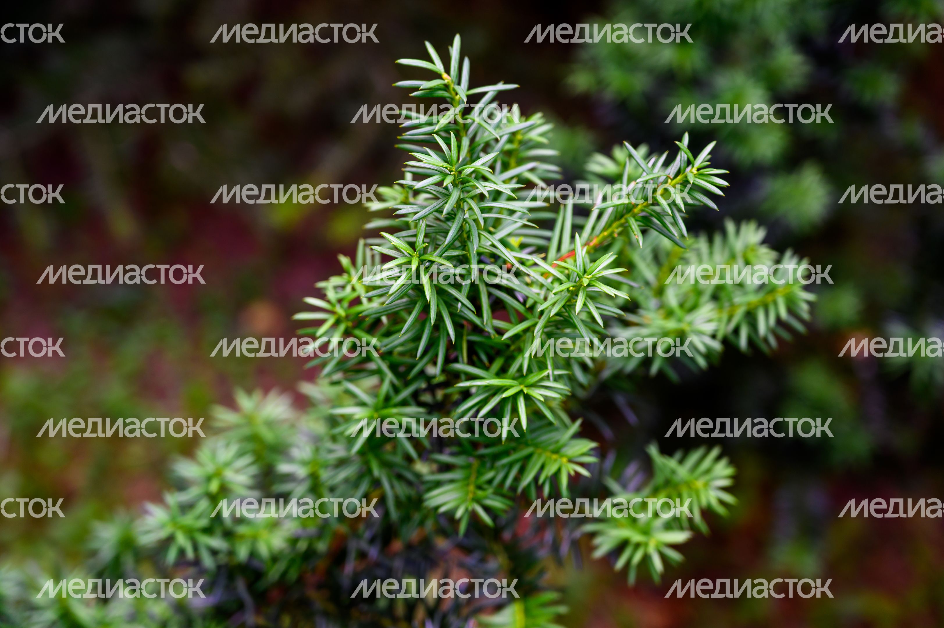 Эколого-просветительский комплекс "Дендрарий" в Мытищах Эколого-просветительский комплекс "Дендрарий" в Мытищах