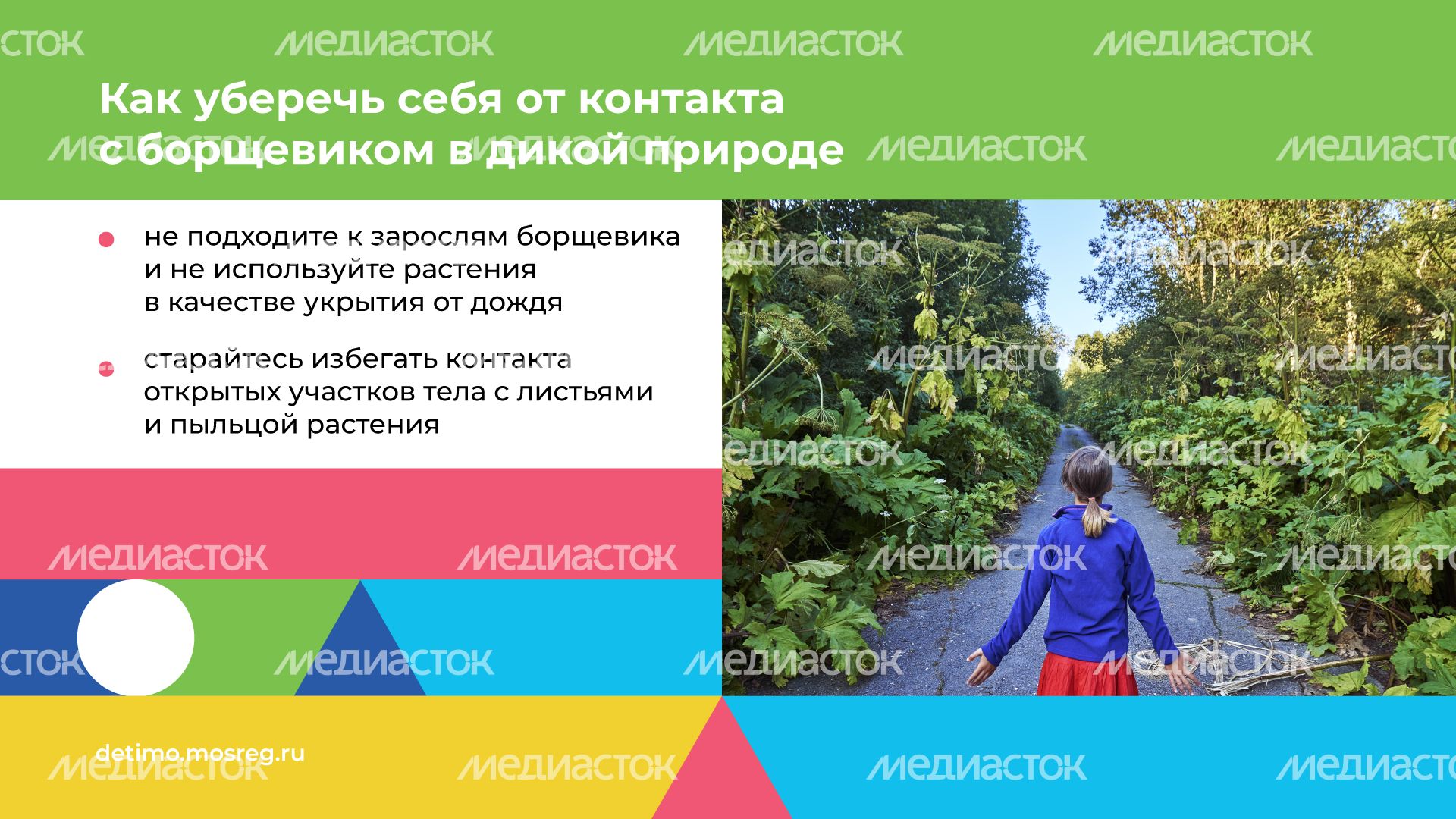 Горизонталь_Борщевик Сосновского_08.png