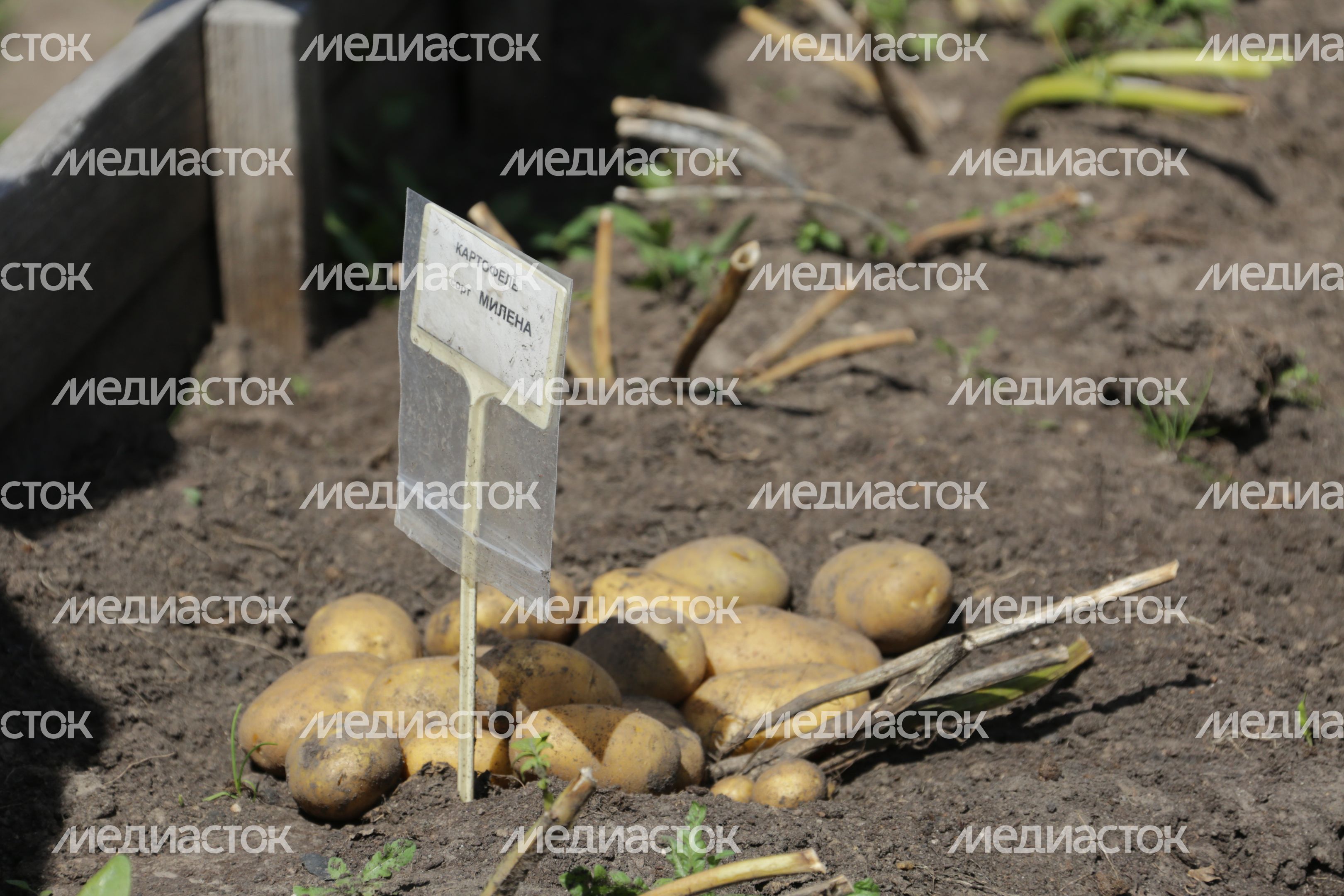 Праздник фермеров в агрофирме «Седек» Каширского района