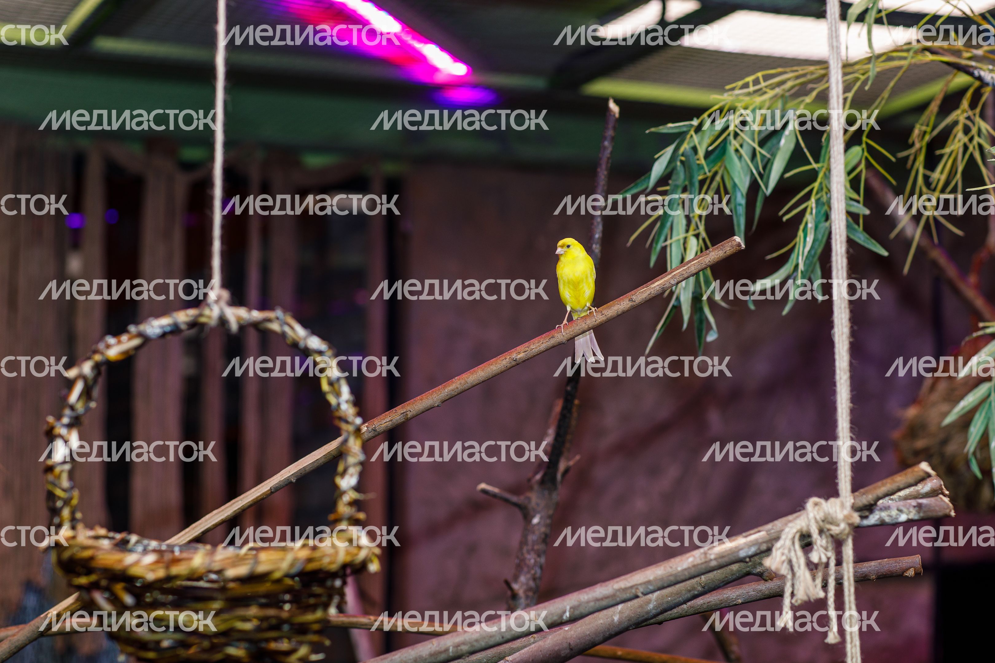 Зоосад «Дивный» в деревне Падиково