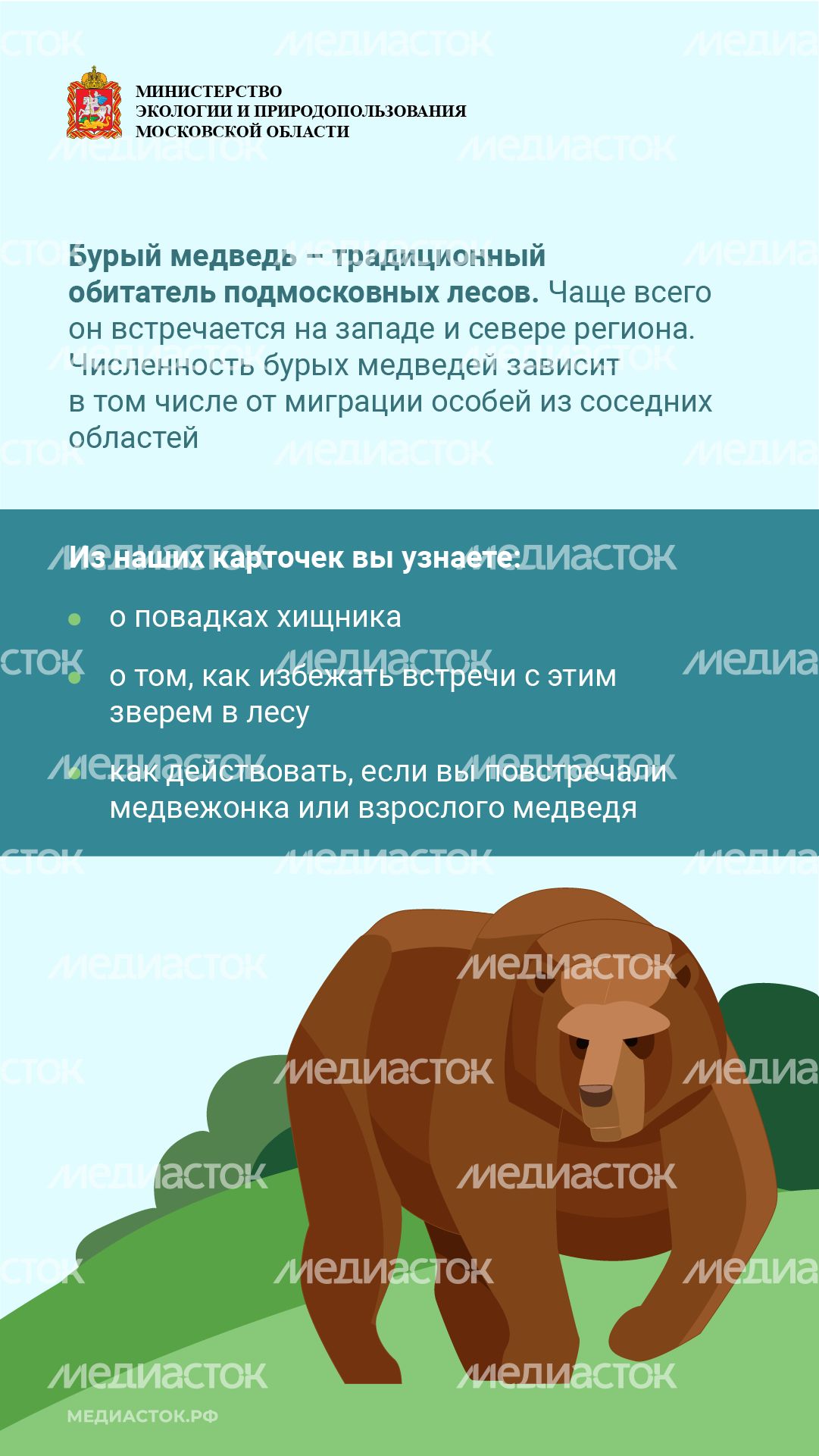 Медведь – сосед, которого нужно знать_вертикаль 02 Медведь – сосед, которого нужно знать_вертикаль 02