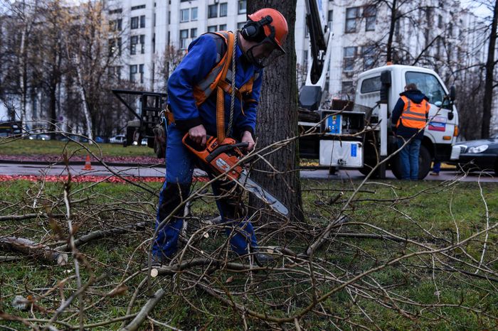Обрезка тополей в Москве