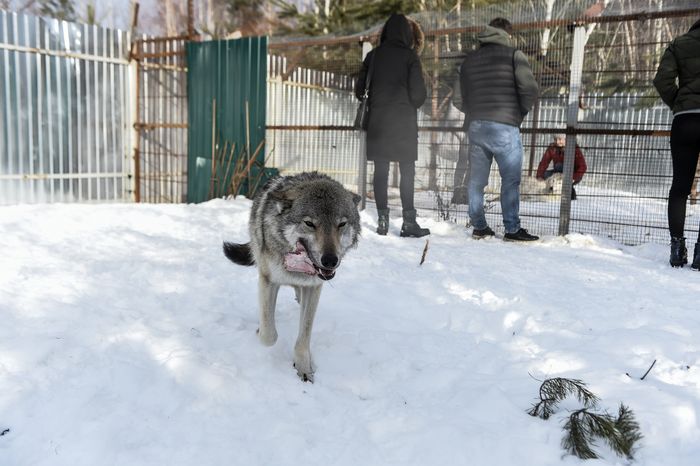 Частный приют Чертог Волка в Подмосковье