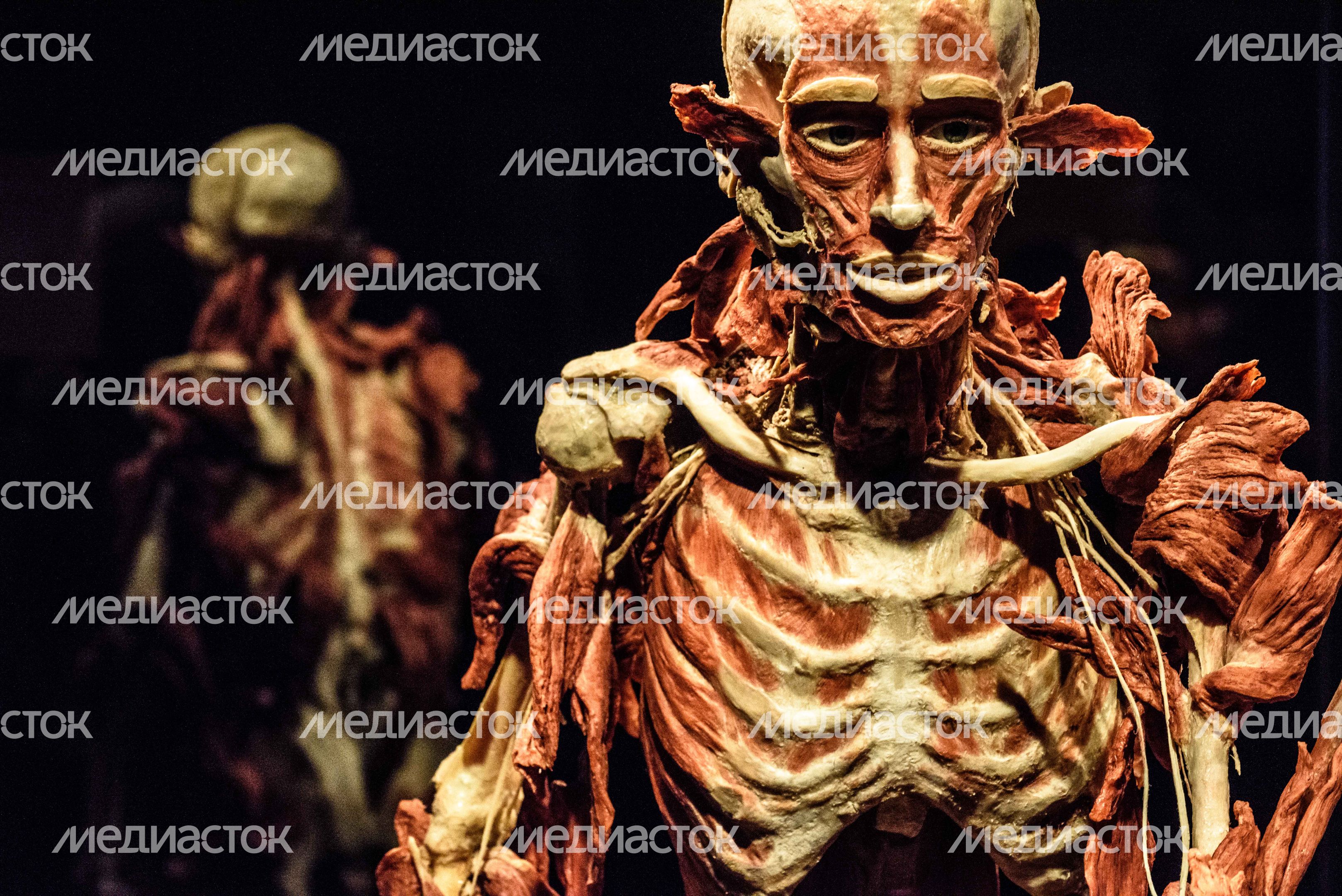 Выставка «Body Worlds» на ВДНХ