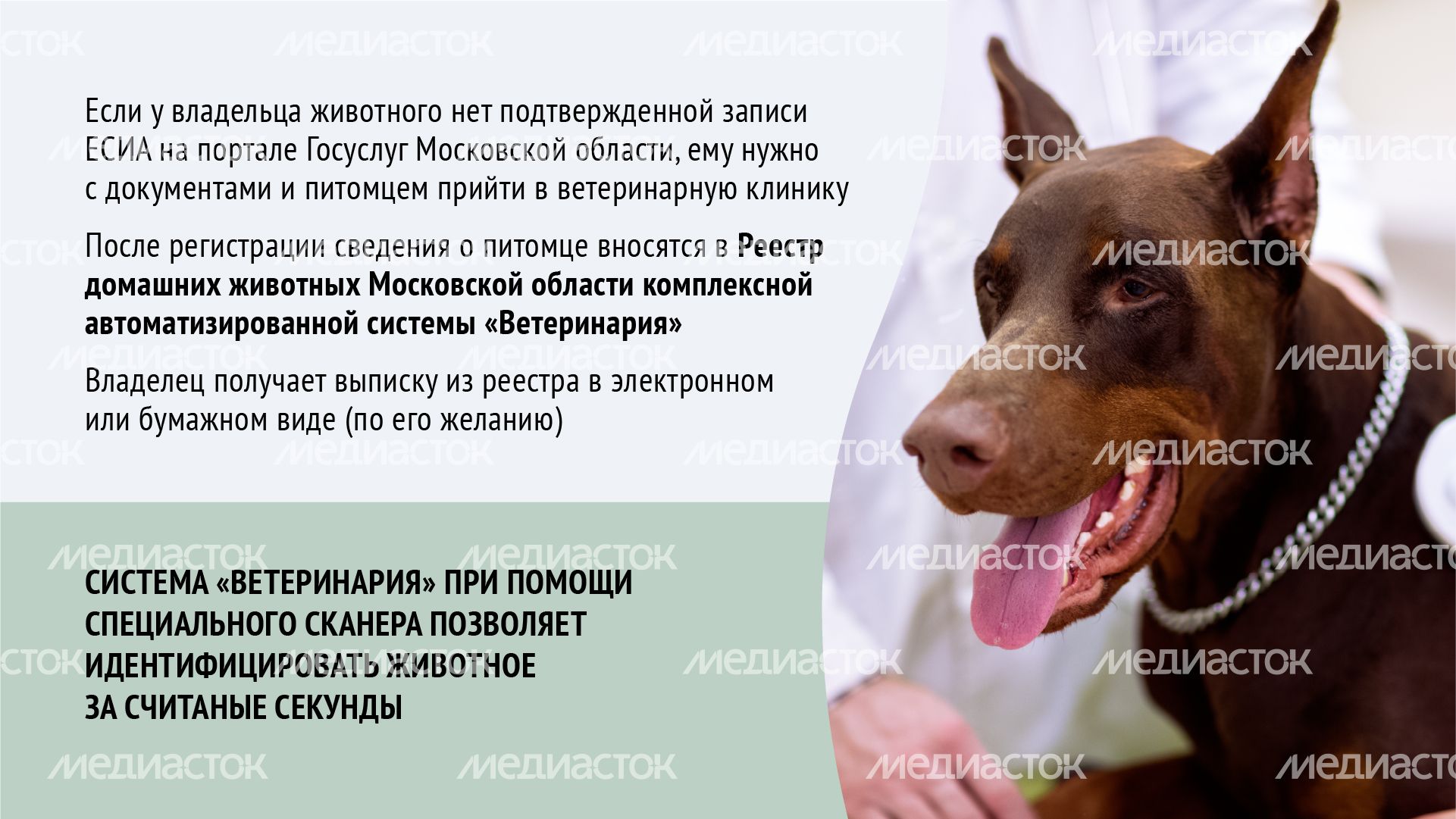 Горизонталь_ зарегистрировать домашнее животное_08-100.jpg