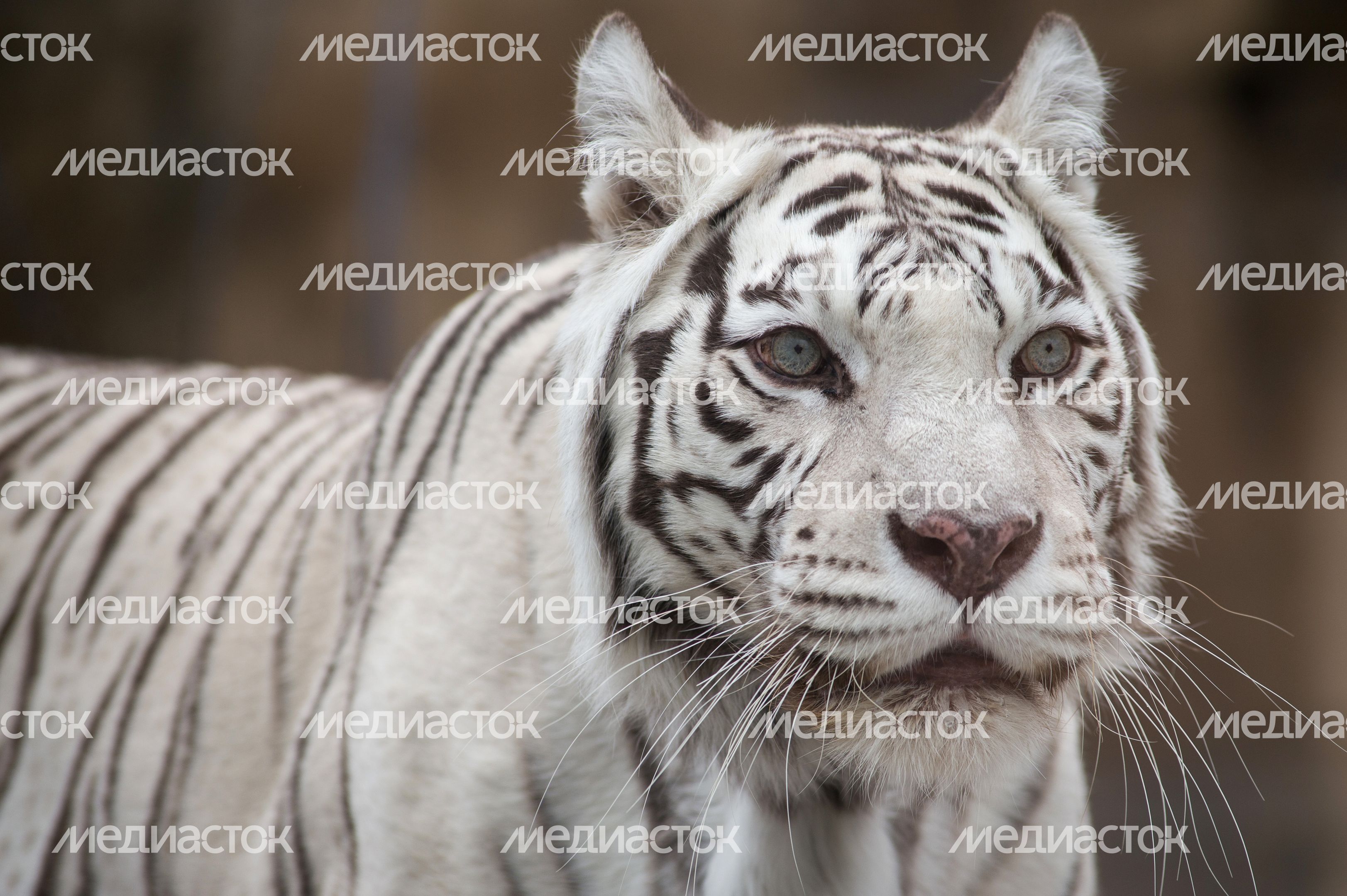Бенгальская тигрица в Московском зоопарке Бенгальская тигрица в Московском зоопарке