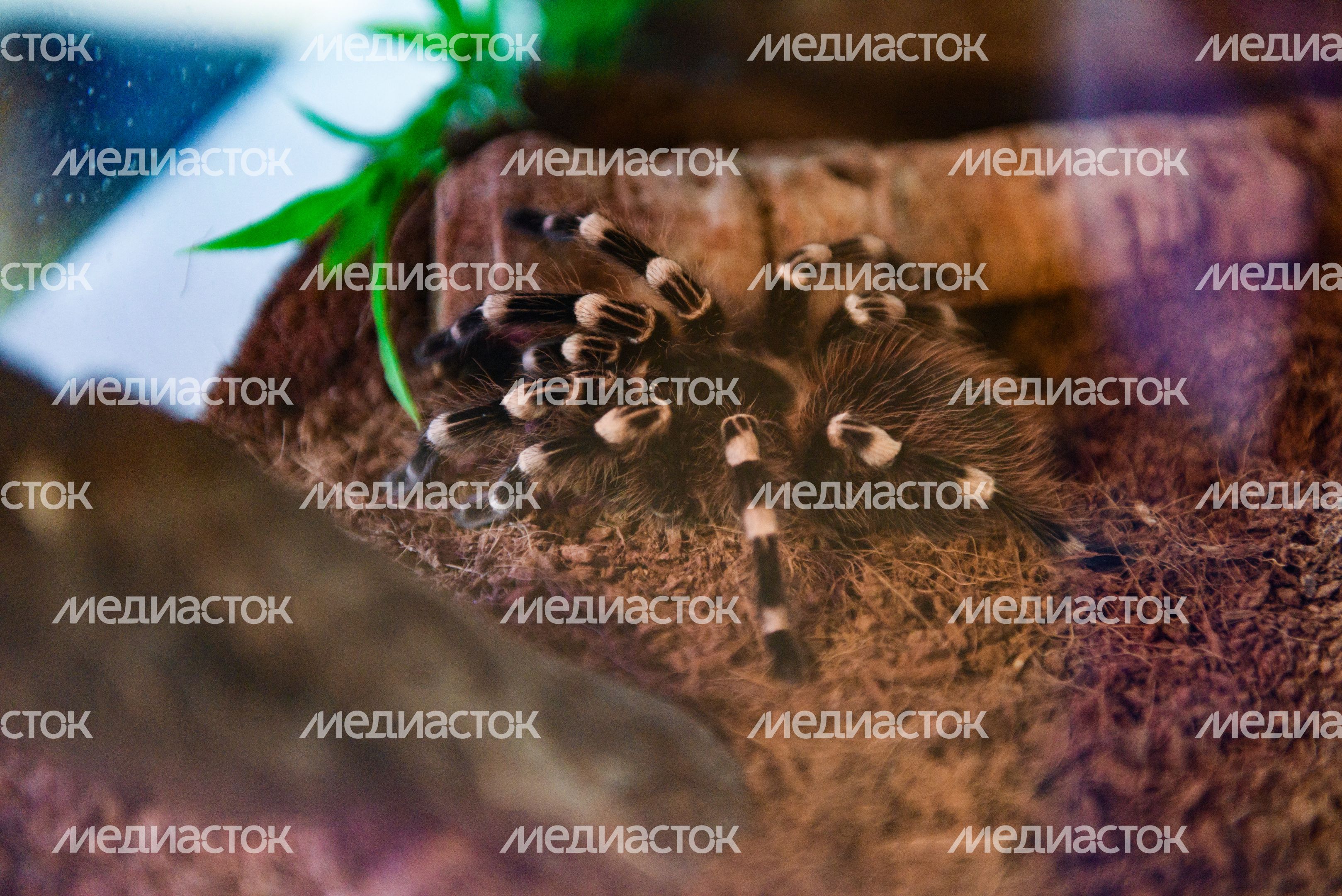 Антикафе «Жучки-паучки» в Москве
