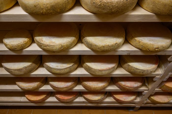 Экоферма «Былинкино» в Луховицах – козья ферма, сыроварня и экоотель