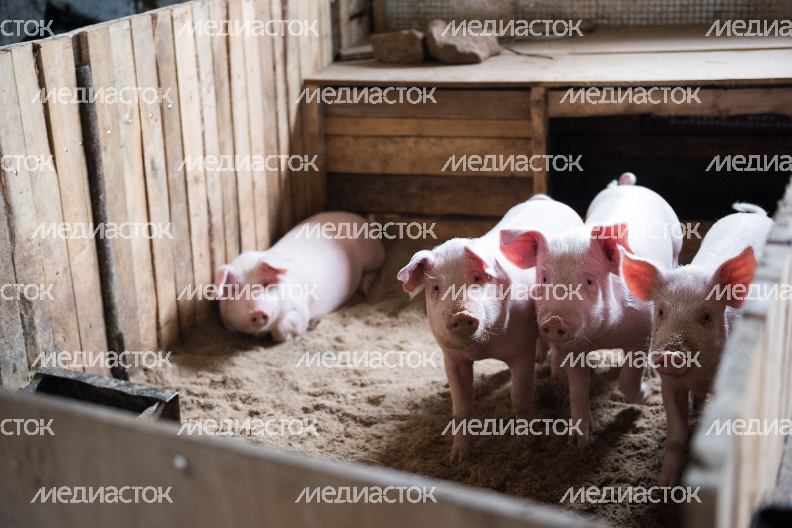Конюшня-приют «Шанс на жизнь» в Клинском районе Подмосковья