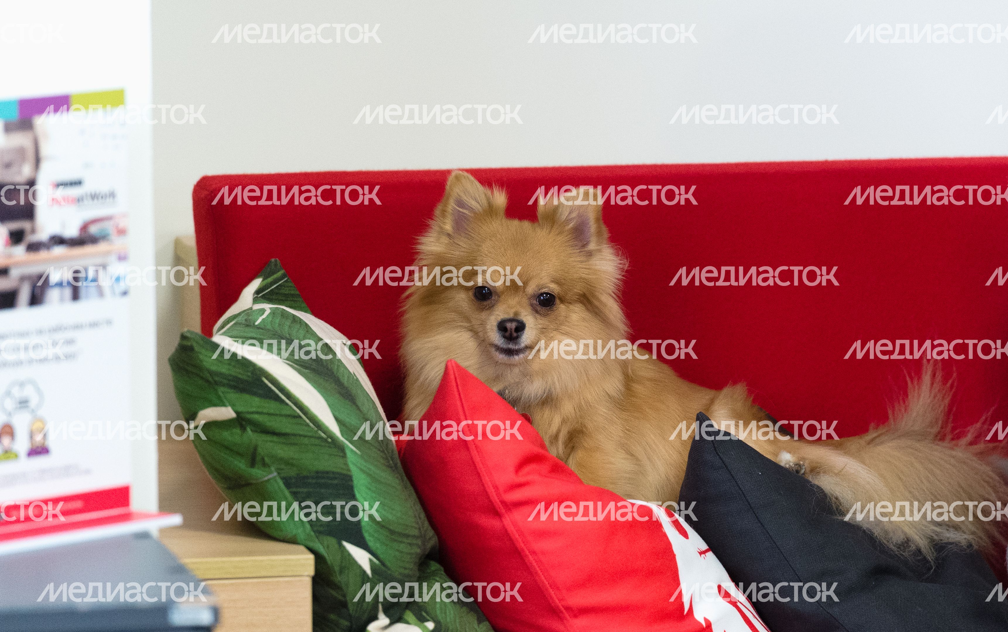 Pet‑friendly офис Purina