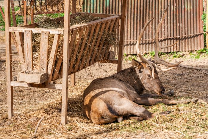 Оленья ферма ZooОleni в Рузском округе летом