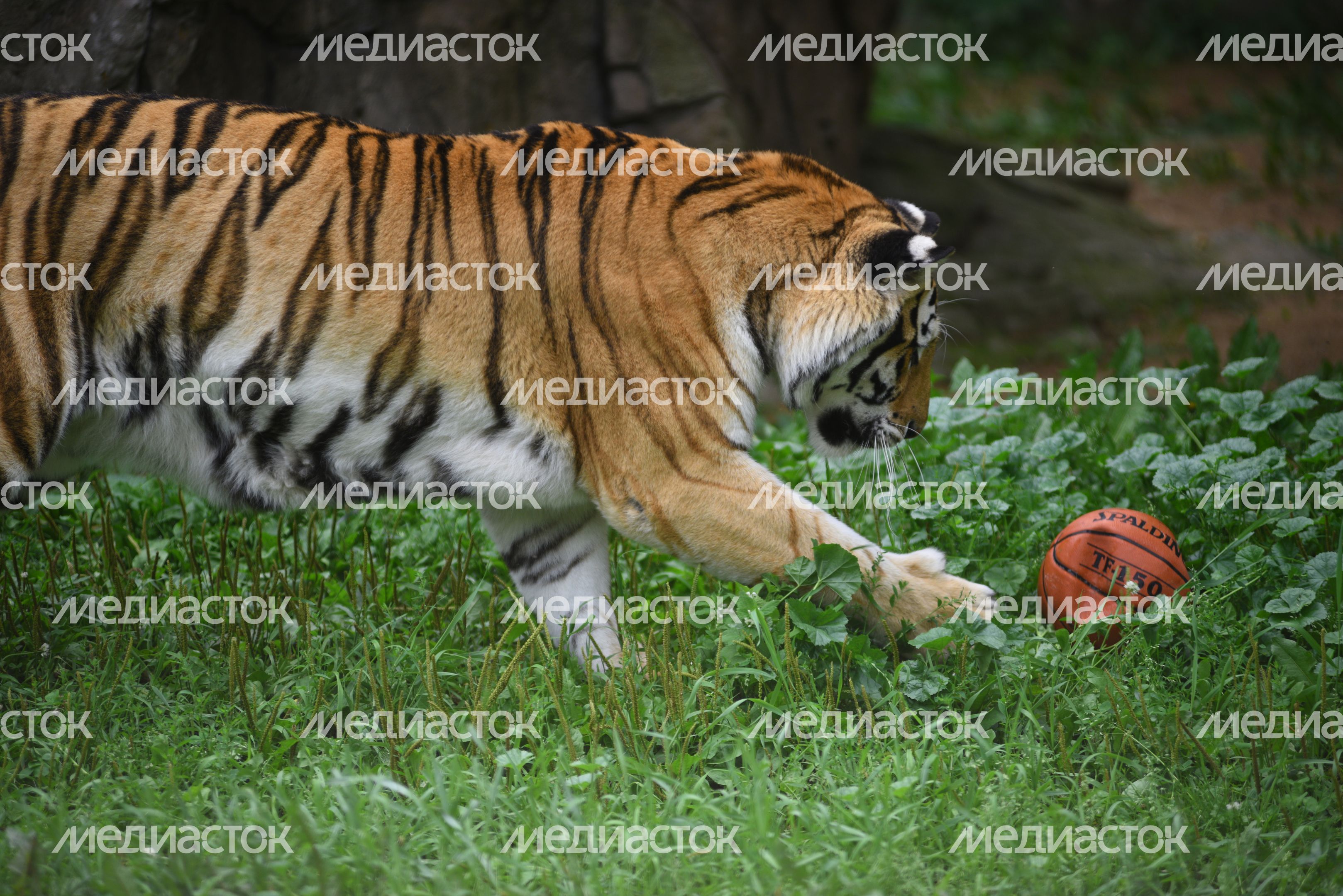 Тигрица Принцесса в Московском зоопарке Тигрица Принцесса в Московском зоопарке