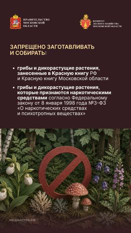 Ягоды, грибы, лекарственные растения вертикаль 04