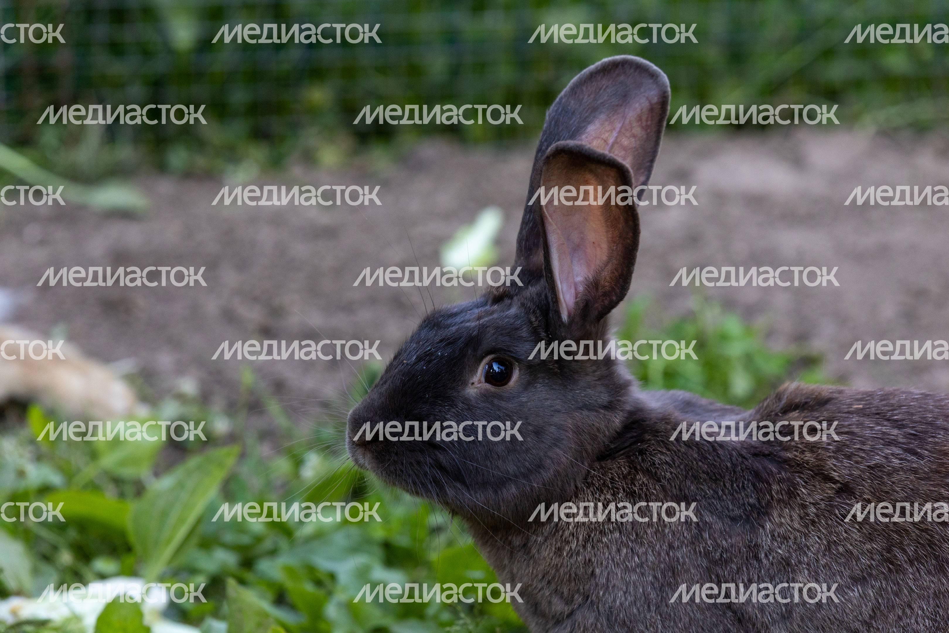 ЦПКиО ЦПКиО