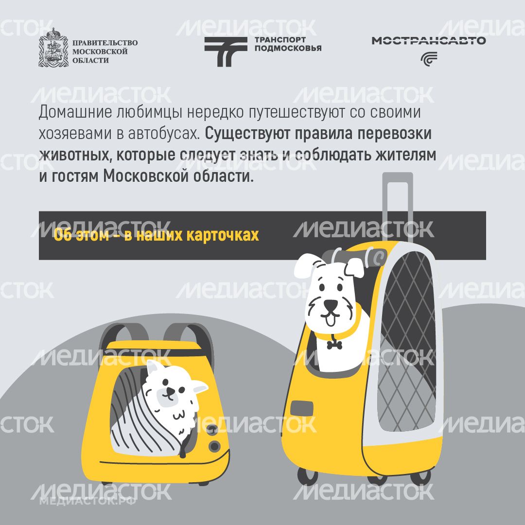Правила перевозки животных квадрат 02