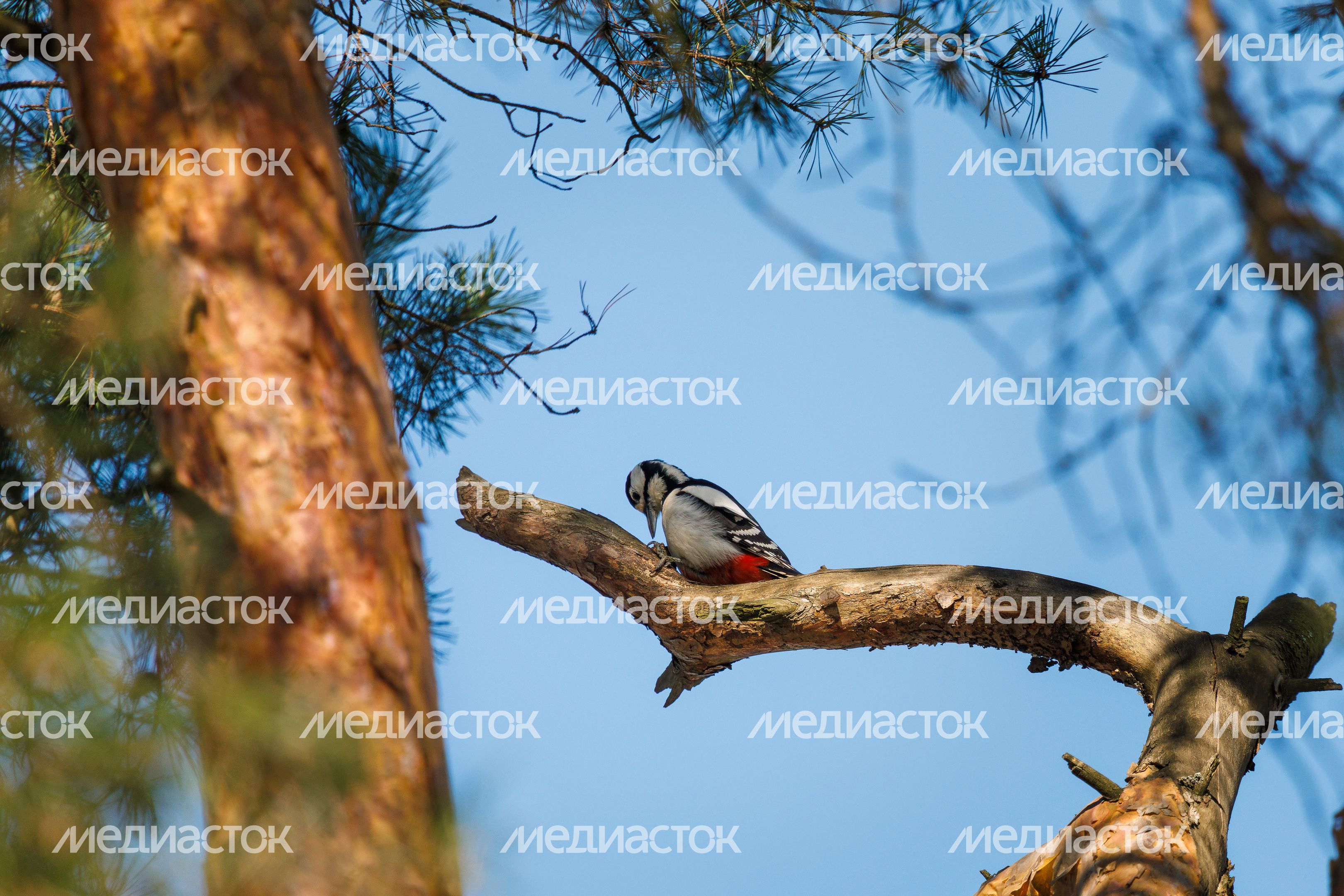 Птицы Подмосковья: дятел в национальном парке «Лосиный остров» весной