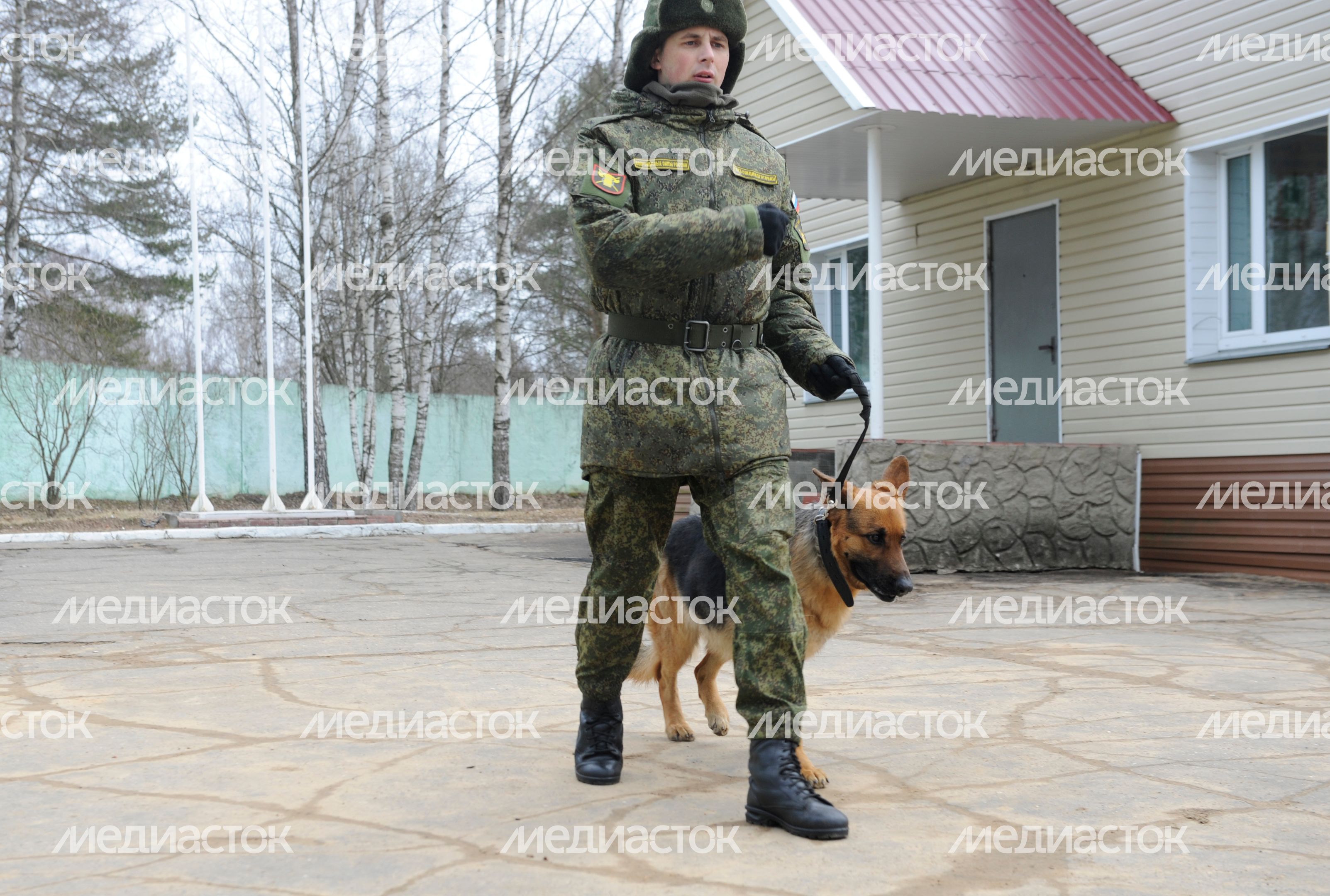 Племенной питомник «Красная Звезда» в Дмитровском районе Племенной питомник «Красная Звезда» в Дмитровском районе