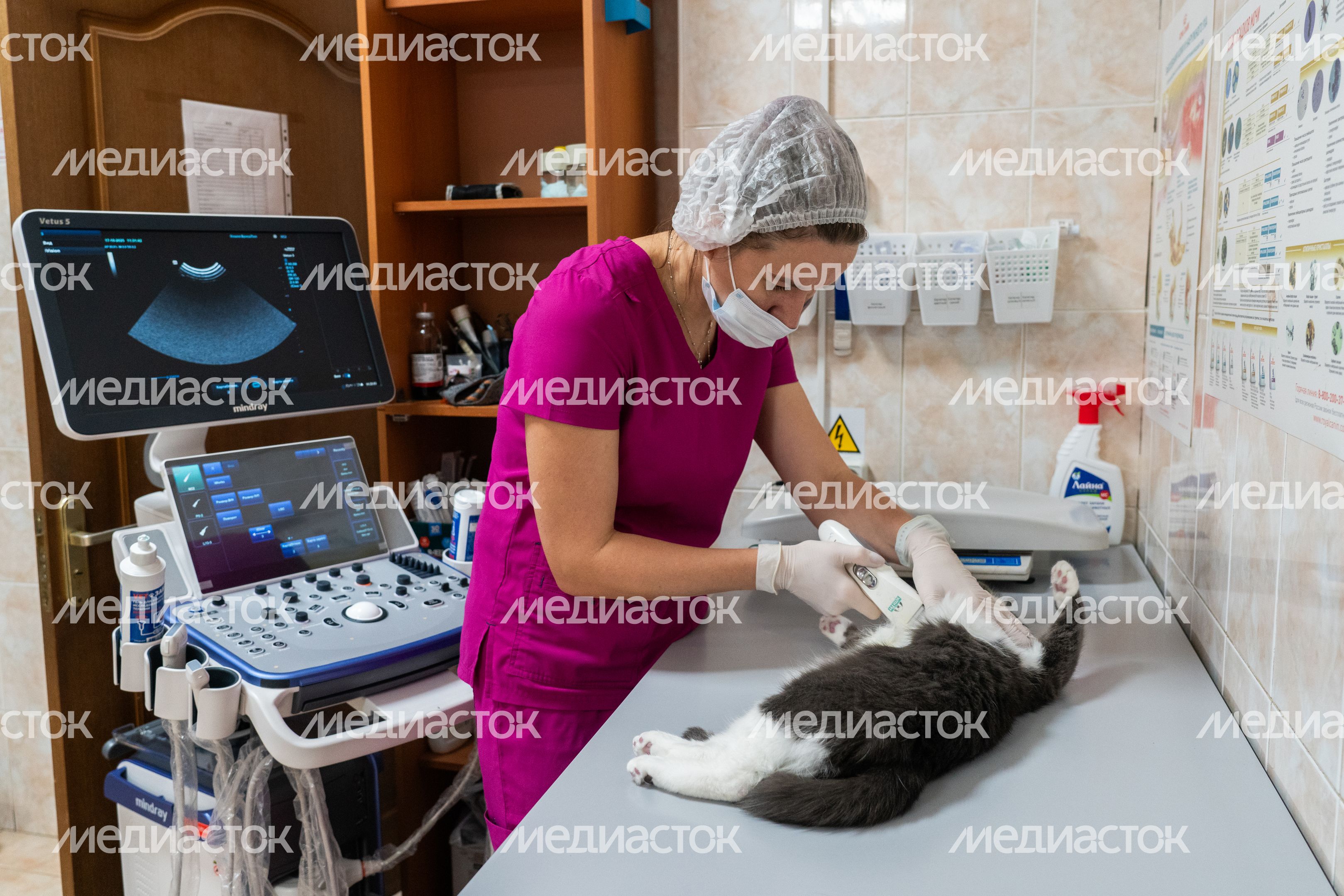 Ветеринарный врач проводит узи-исследование домашнему животному на Истринской ветеринарной станции Ветеринарный врач проводит узи-исследование домашнему животному на Истринской ветеринарной станции