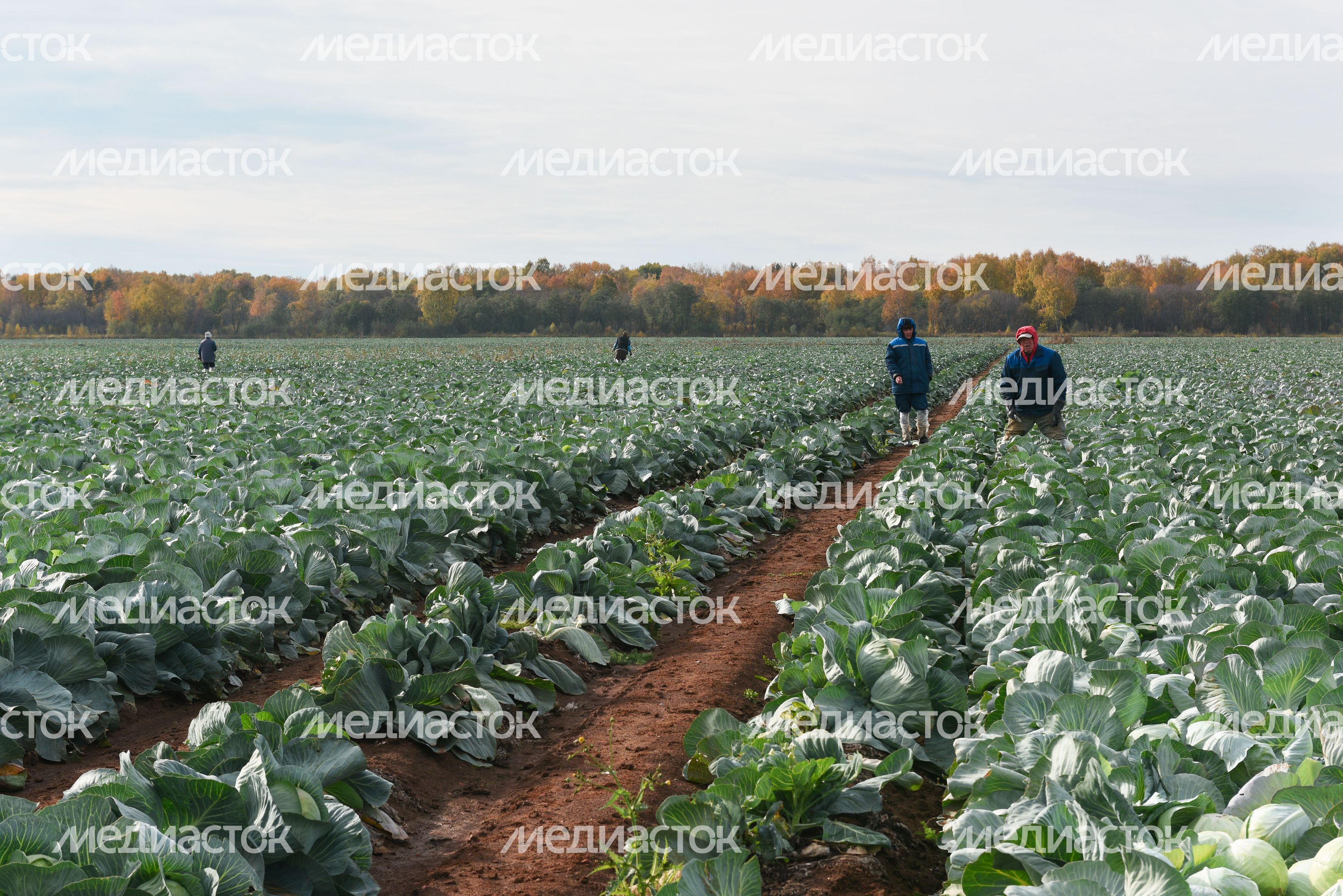 Сбор урожая капусты в Подмосковье