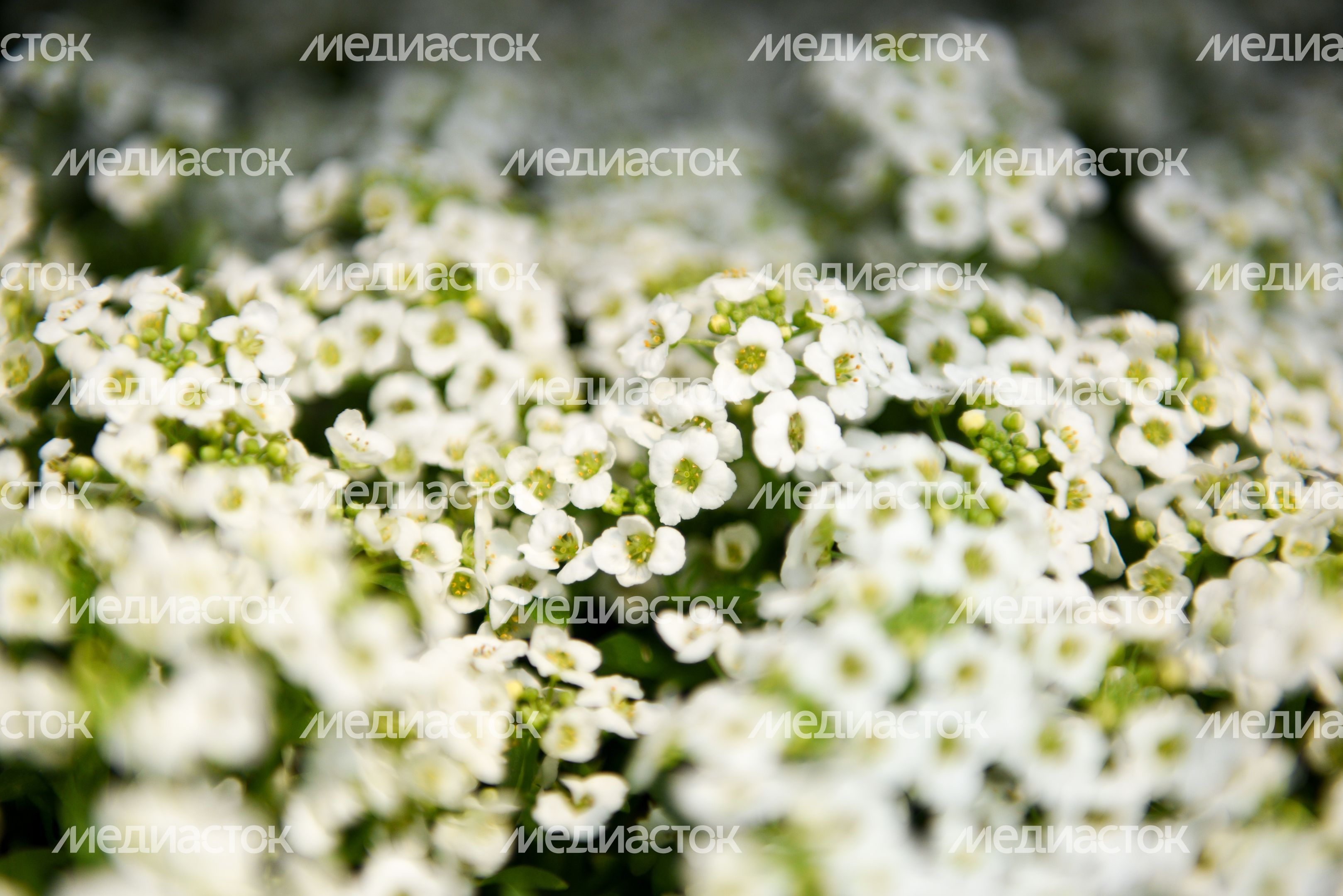 Высадка однолетних растений в Москве