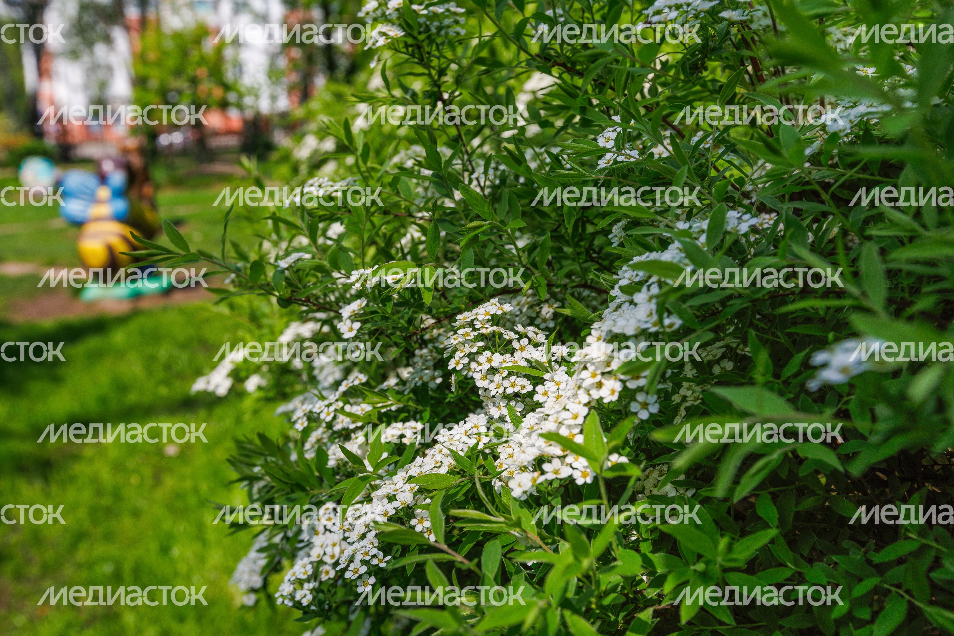 Центральный парк культуры и отдыха Лыткарино. Весна Центральный парк культуры и отдыха Лыткарино. Весна