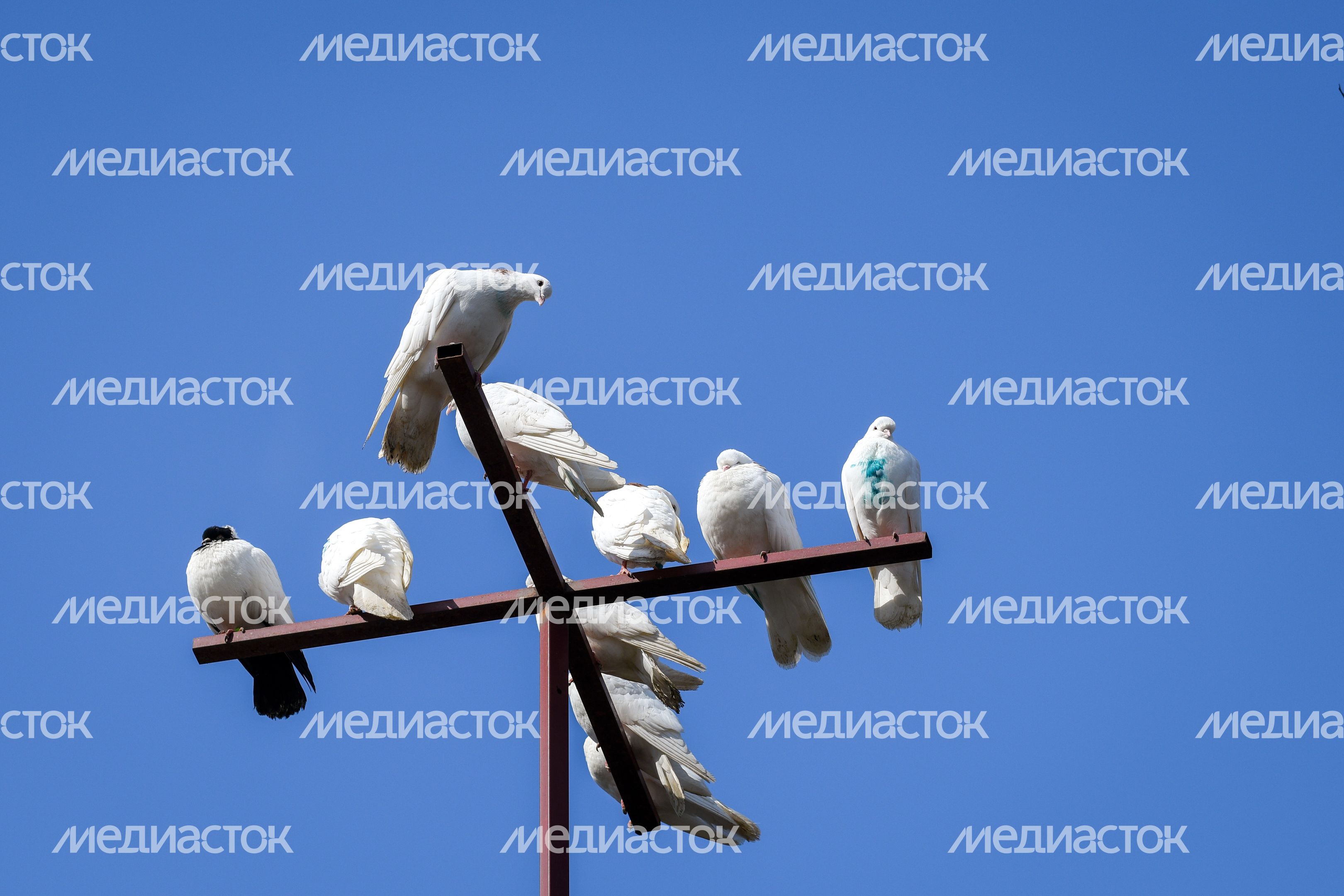 Голубятня в Москве