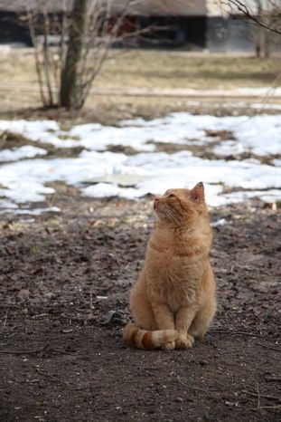 Кошка в Дубне