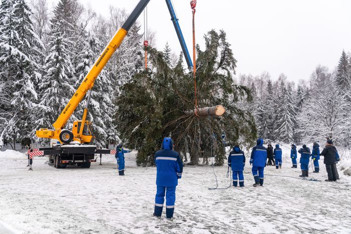 Кремлевскую ель спилили в Можайском округе