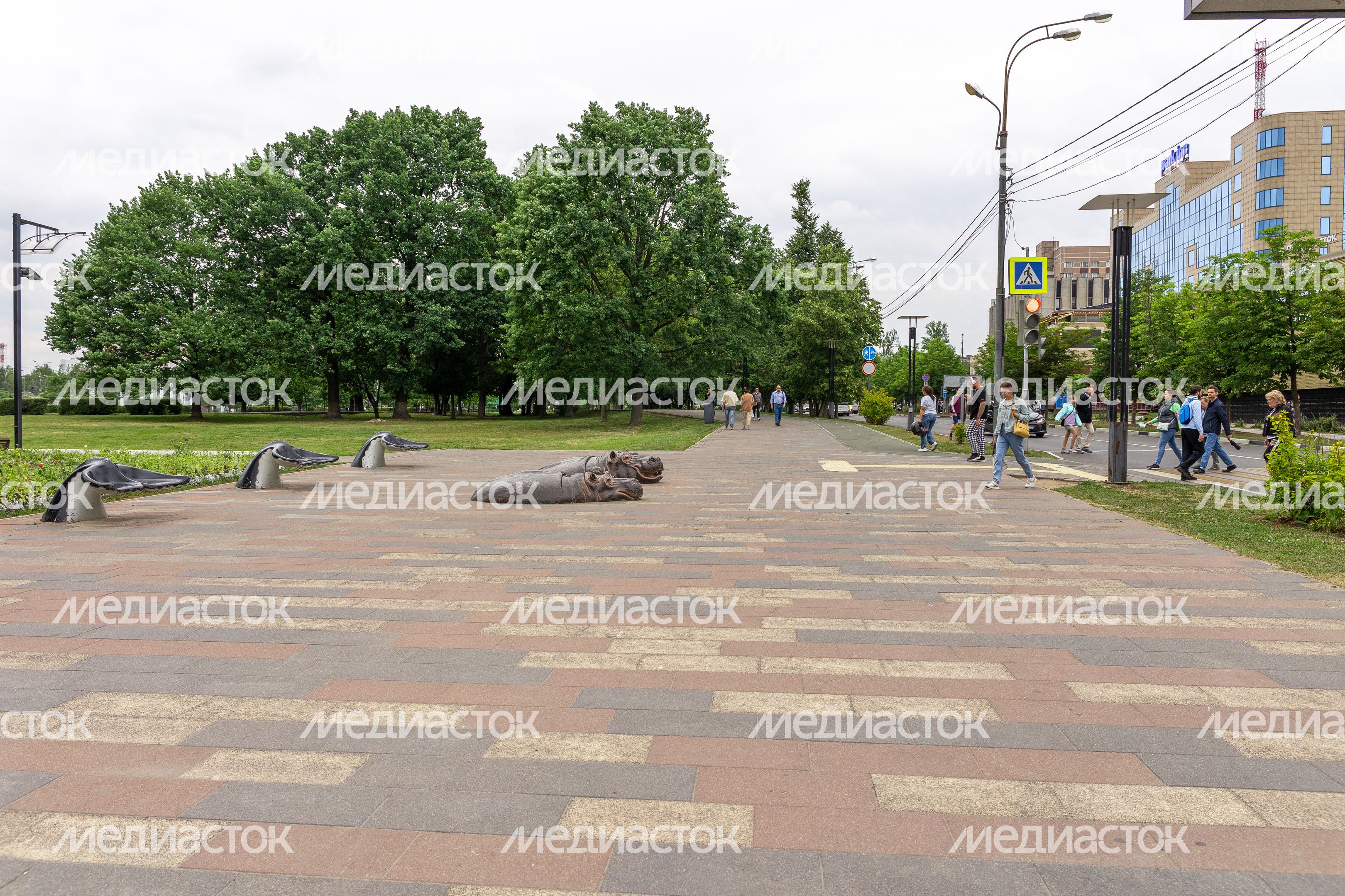 Бегемоты
