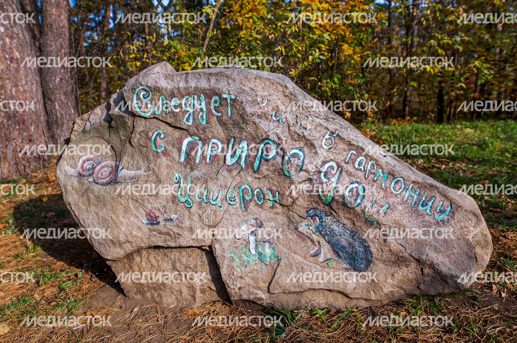 Осенние виды Томилинского лесопарка