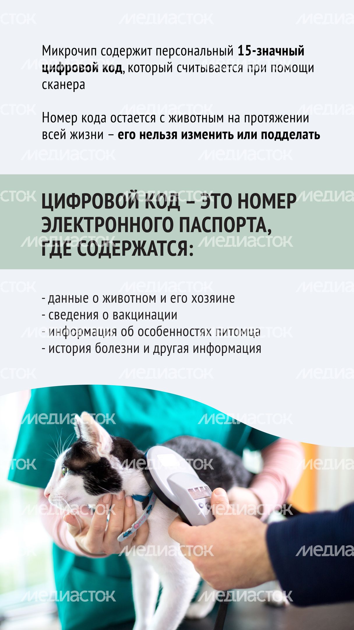 Чипирование-04.jpg