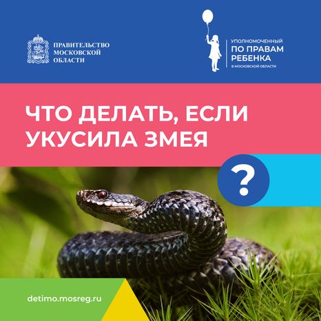 квадрат что-делать-если-укусила-змея.png