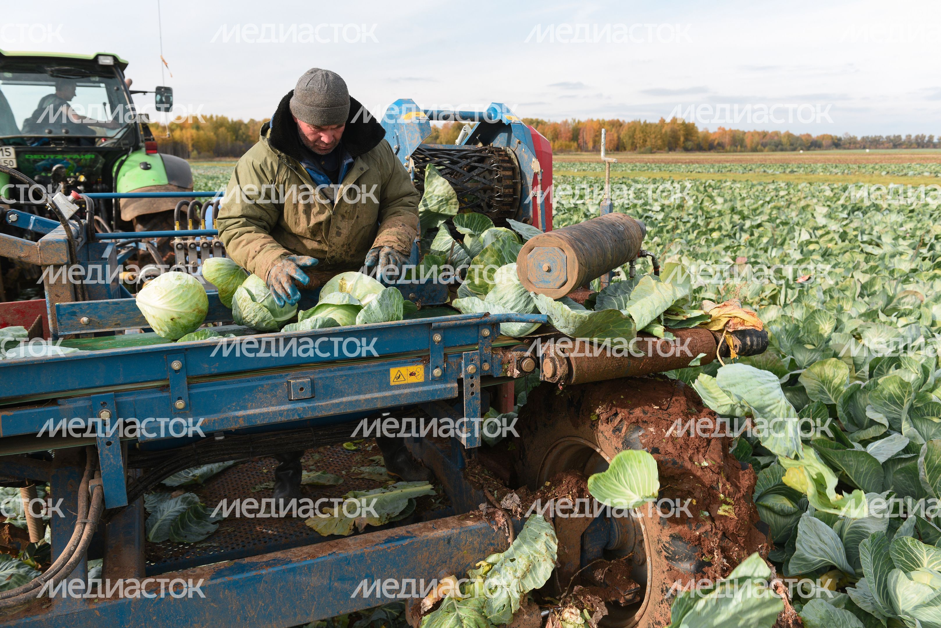 Сбор урожая капусты в Подмосковье