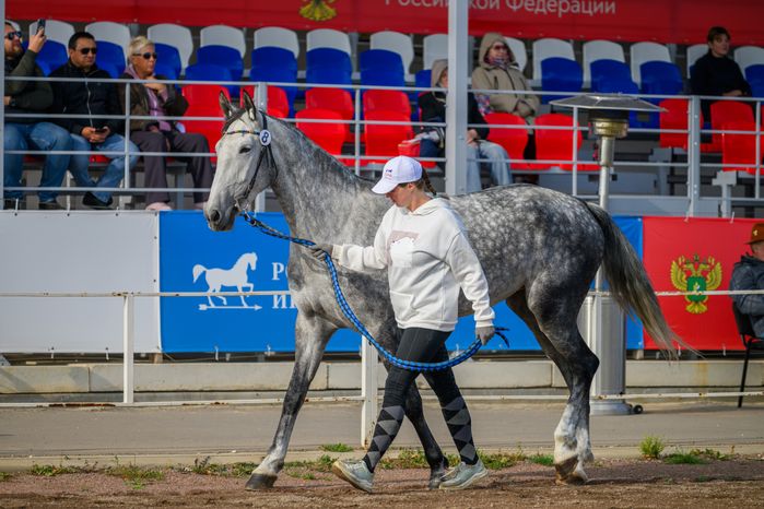 Чемпионат России для лошадей орловской рысистой породы на Раменском ипподроме