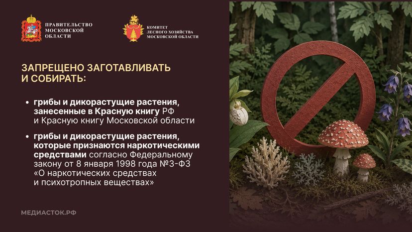 Ягоды, грибы, лекарственные растения горизонталь 04