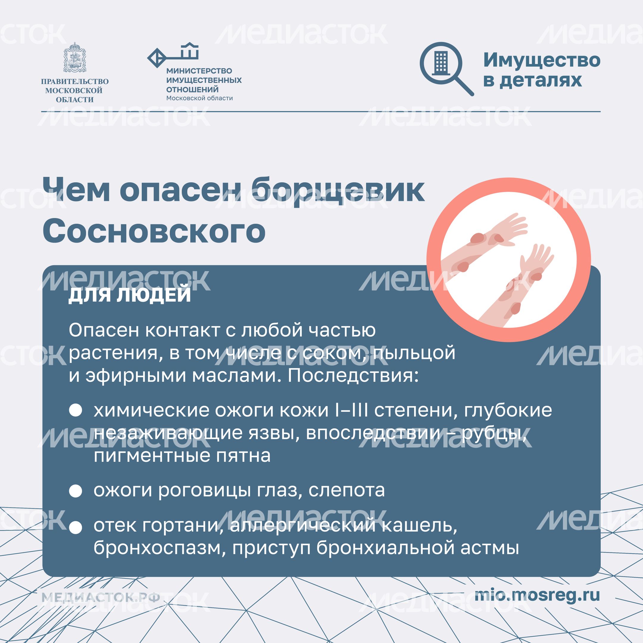 Борьба с борщевиком квадрат 04 Борьба с борщевиком квадрат 04