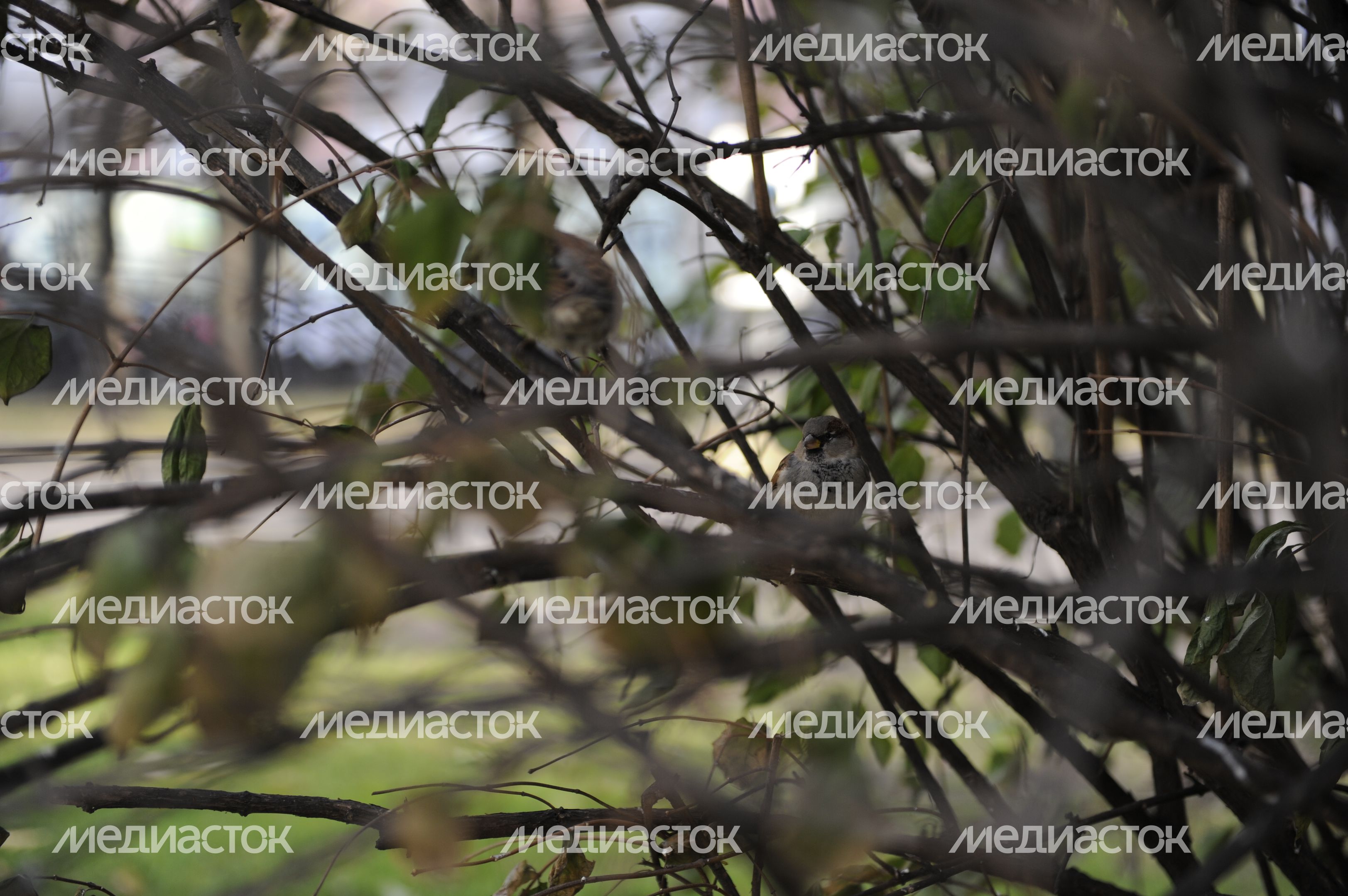 Страстной бульвар в Москве Страстной бульвар в Москве