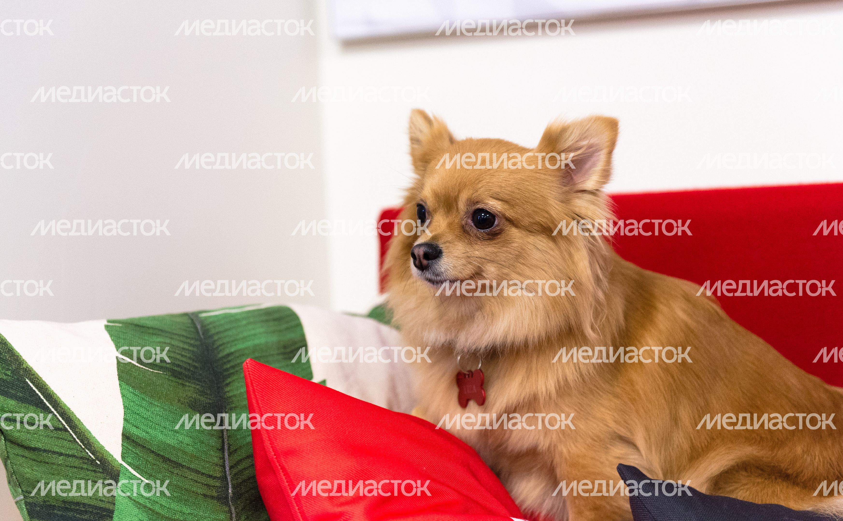 Pet‑friendly офис Purina