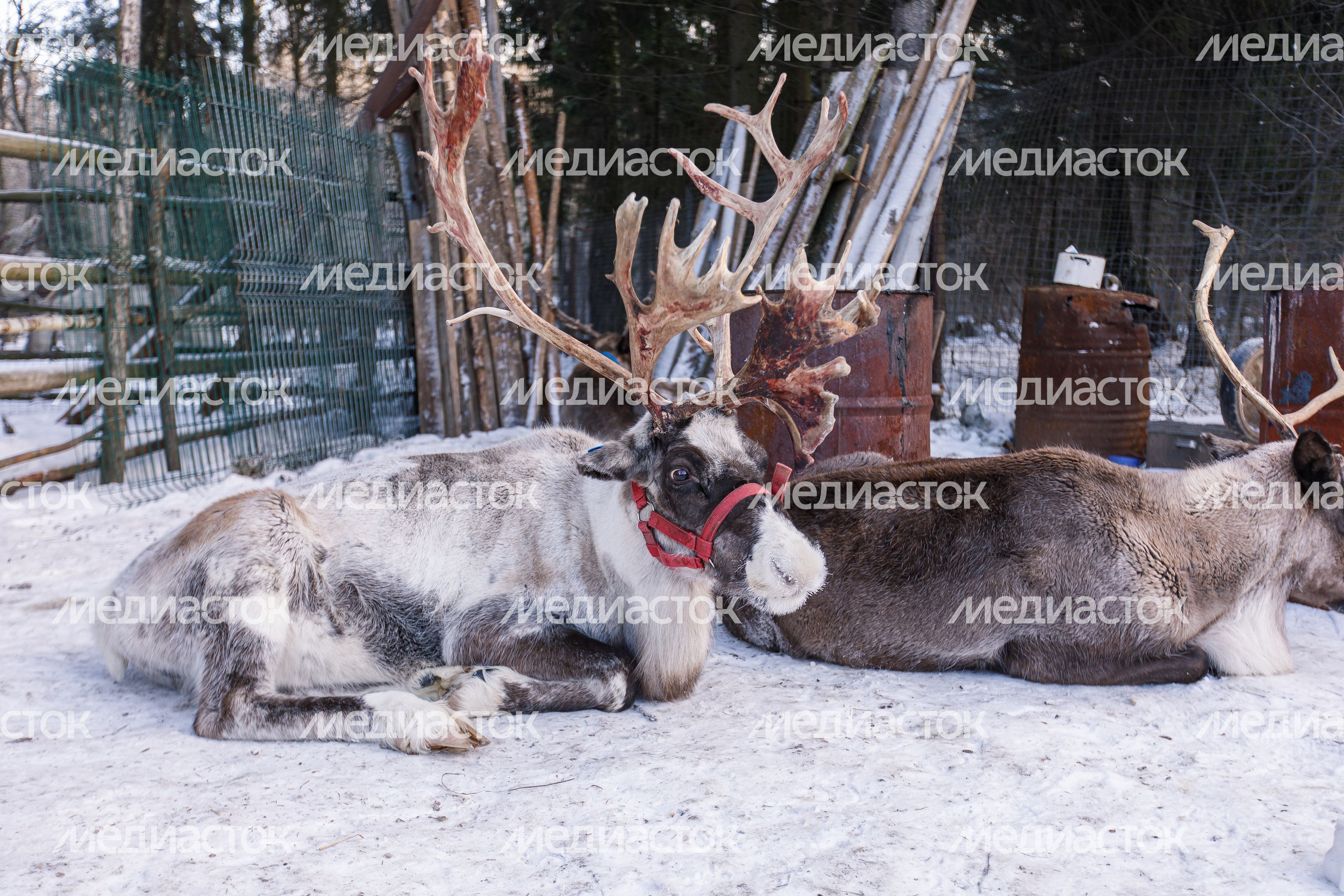 Оленья ферма ZooОleni в Рузском округе