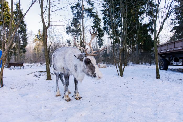 Оленья ферма ZooОleni в Рузском округе