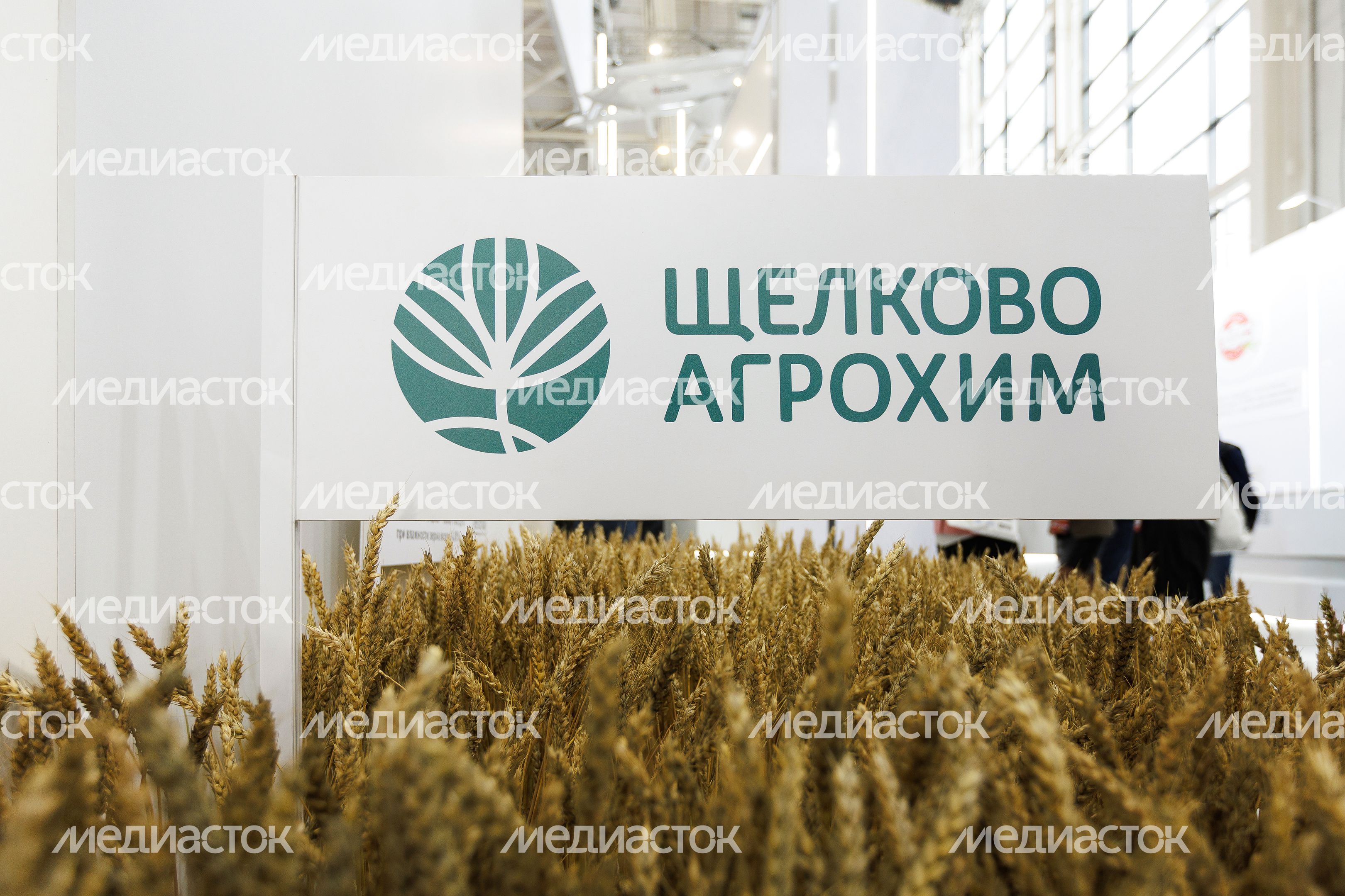 Пшеница сорта «Ермоловка», выведенная подмосковными селекционерами, на стенде «Щелково агрохим» выставки «Золотая осень-2025» Пшеница сорта «Ермоловка», выведенная подмосковными селекционерами, на стенде «Щелково агрохим» выставки «Золотая осень-2025»